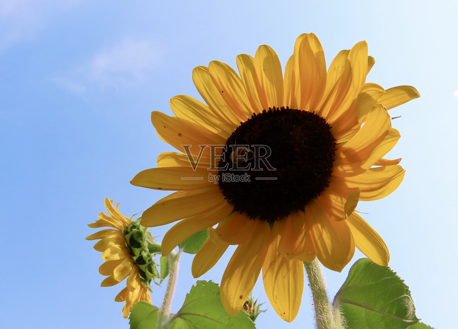 阳光明媚的夏季星期六向日葵风景照片摄影图片