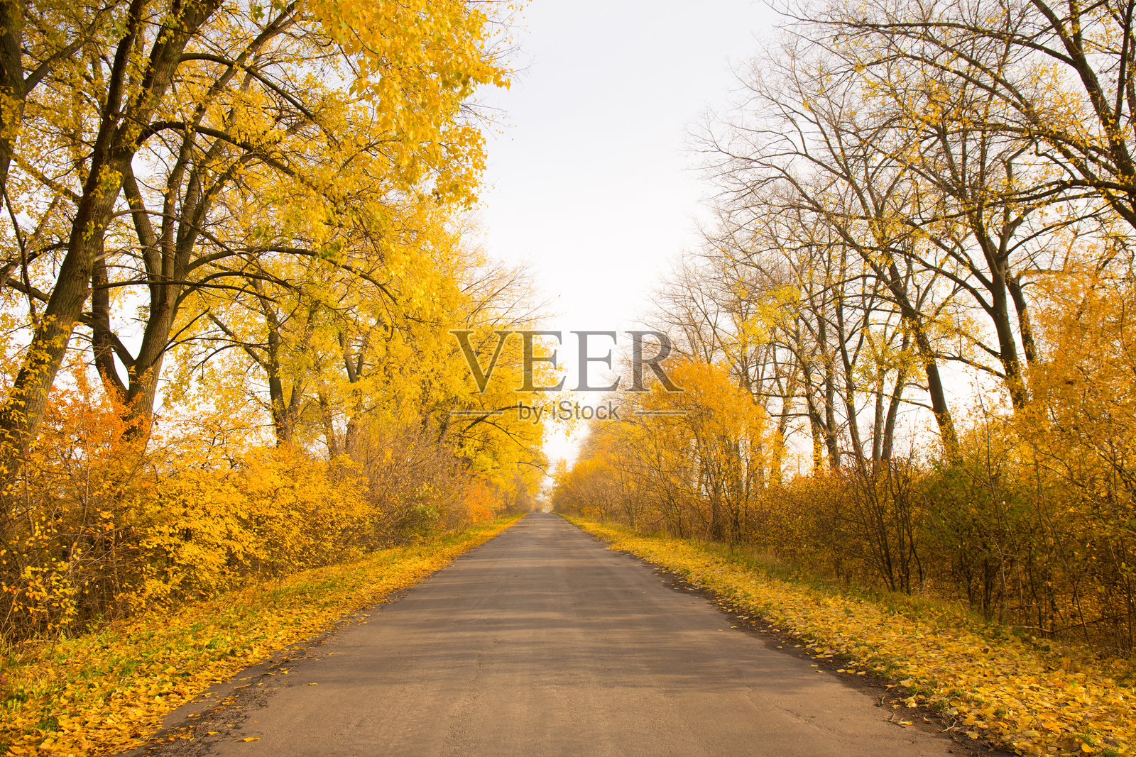 明亮的秋季风景沿着一条空旷的乡村道路照片摄影图片