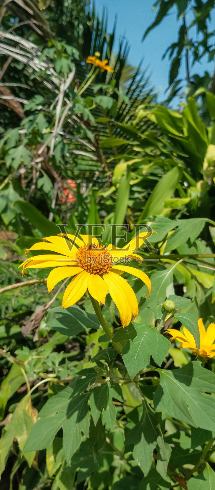 墨西哥向日葵植物,杂色向日葵植物照片摄影图片