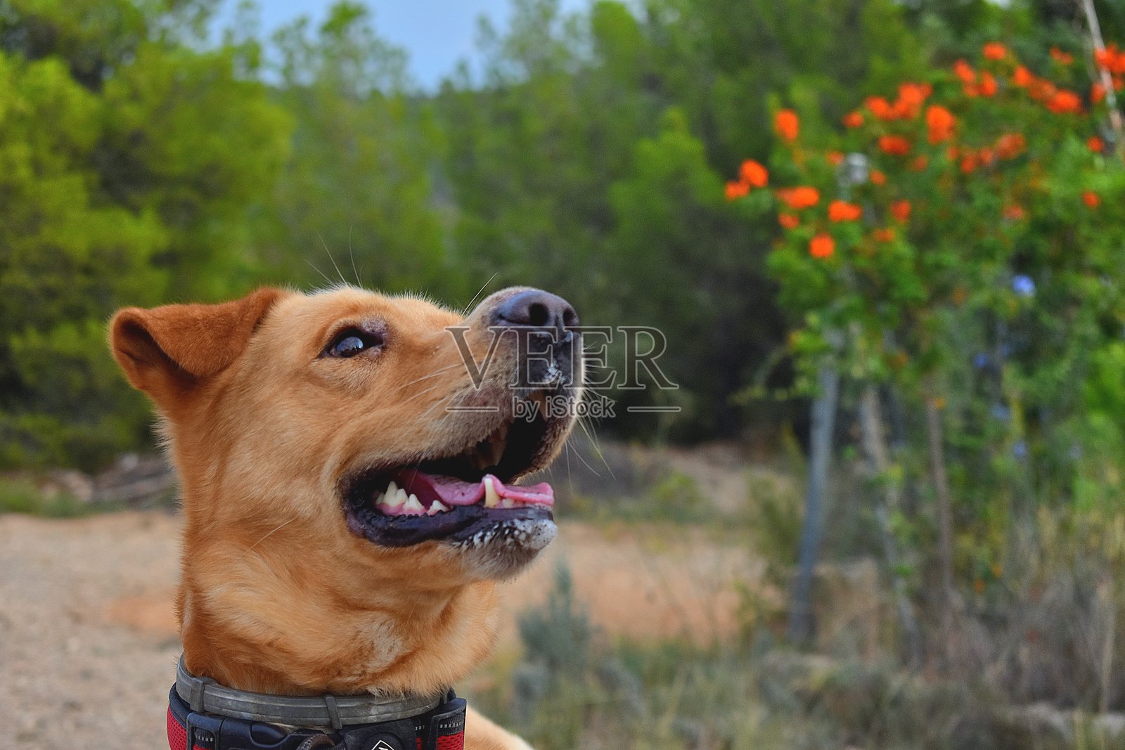 大型棕色狗狗在等待训练师的指令照片摄影图片