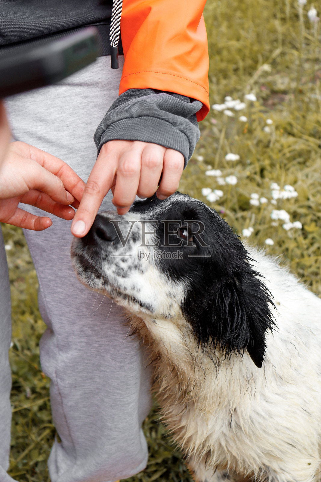 小猎犬照片摄影图片