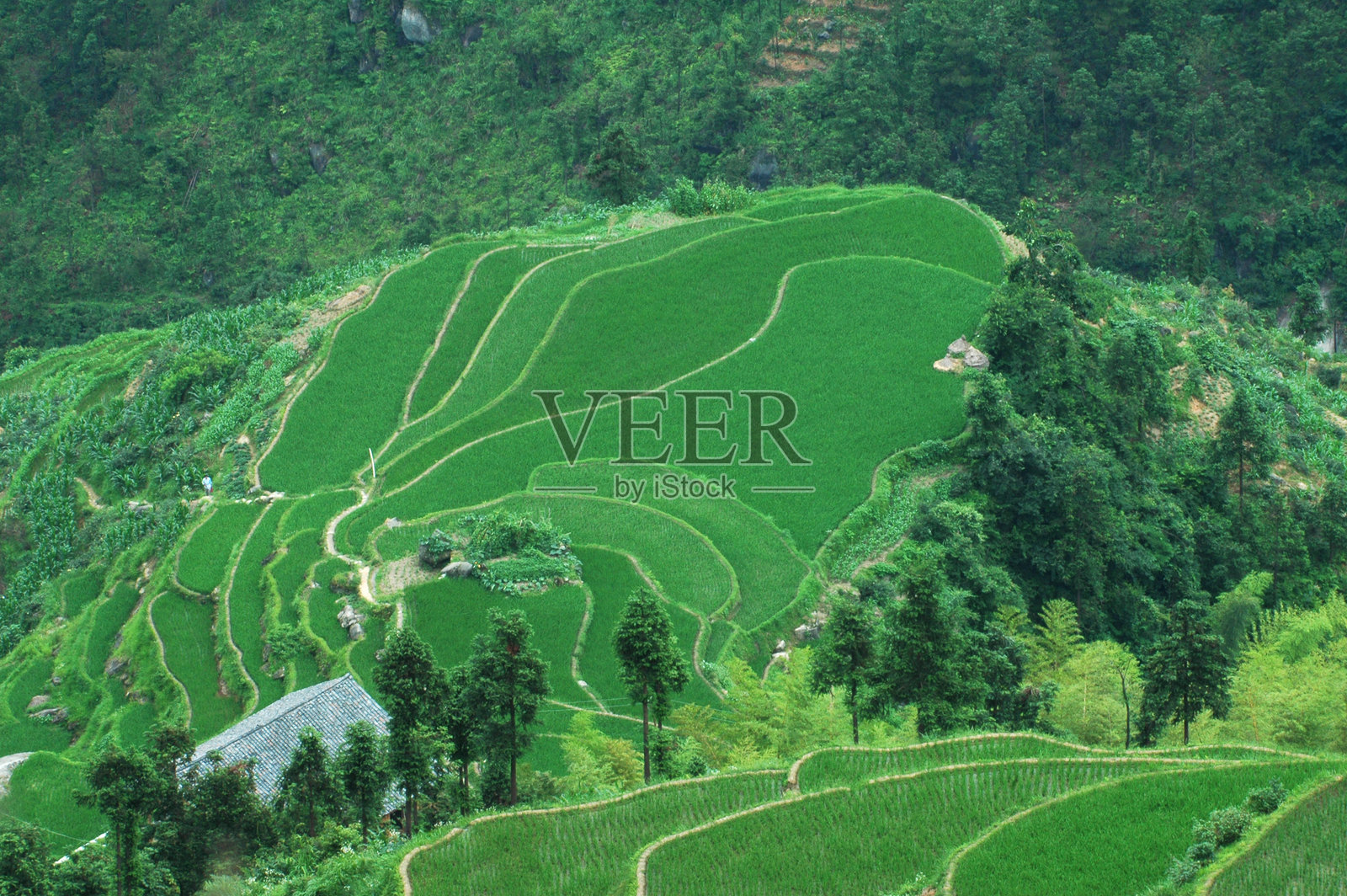 俯瞰绿色稻田照片摄影图片