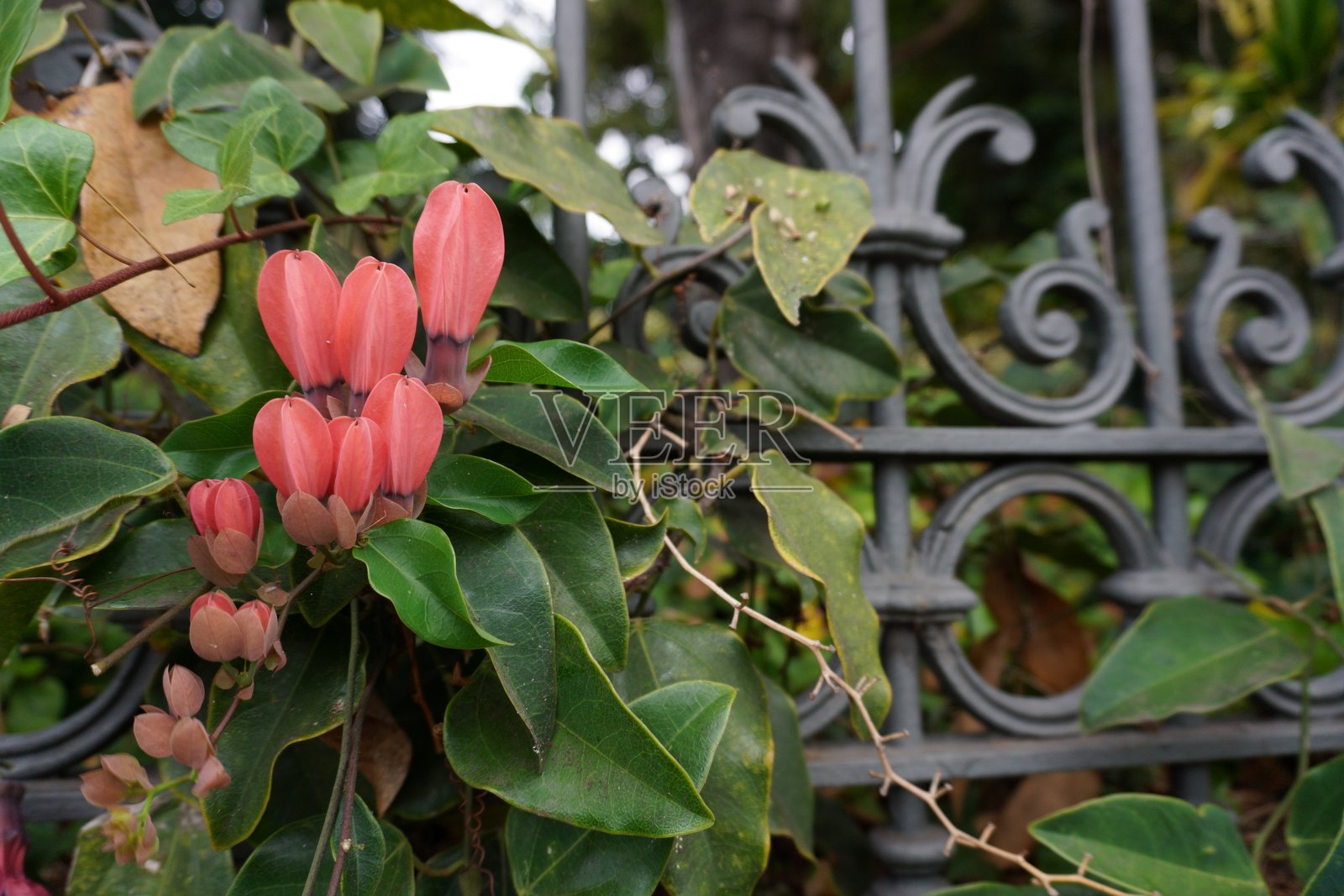 大花紫葳照片摄影图片
