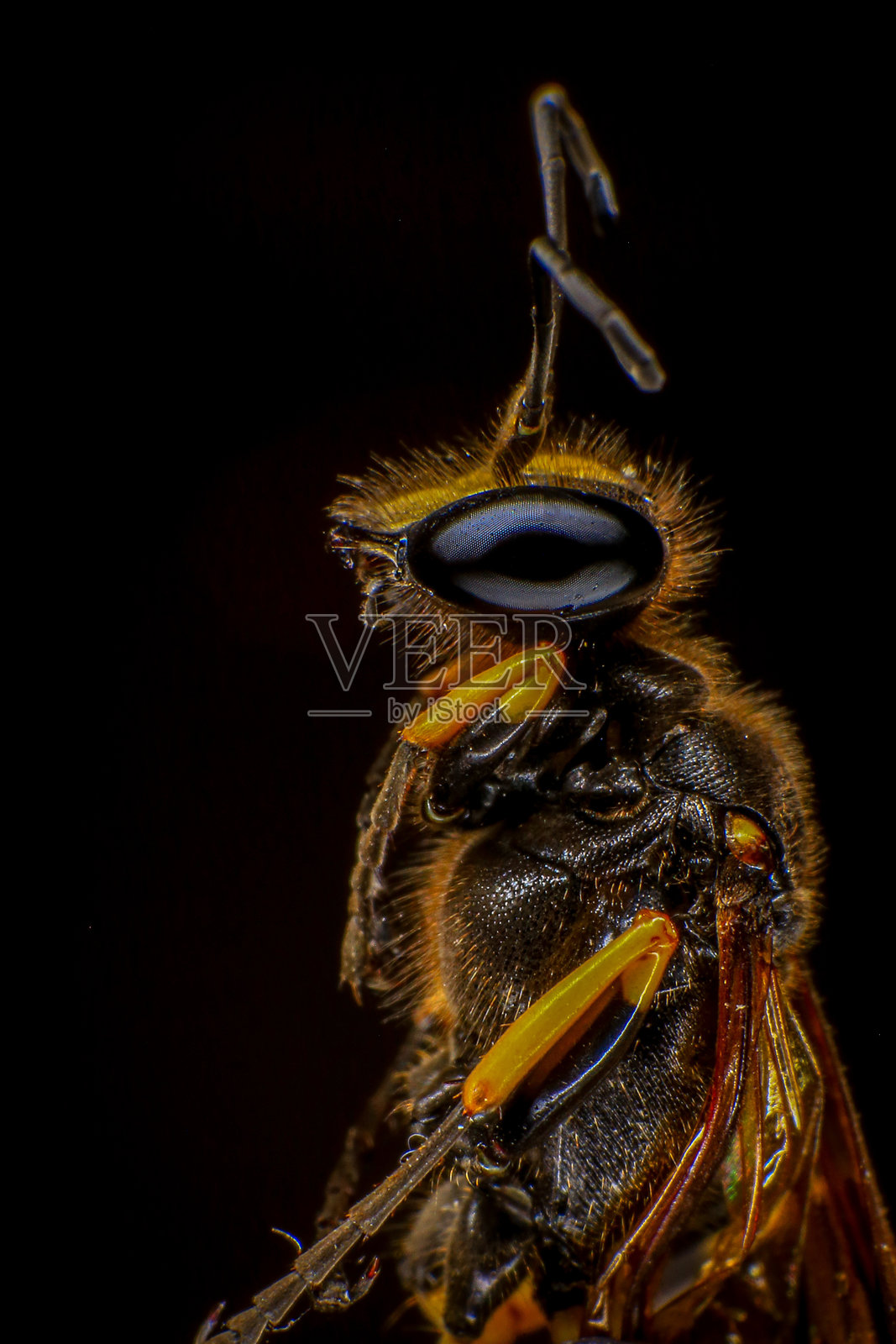 黑色黄蜂的肖像,黄蜂特写照片摄影图片