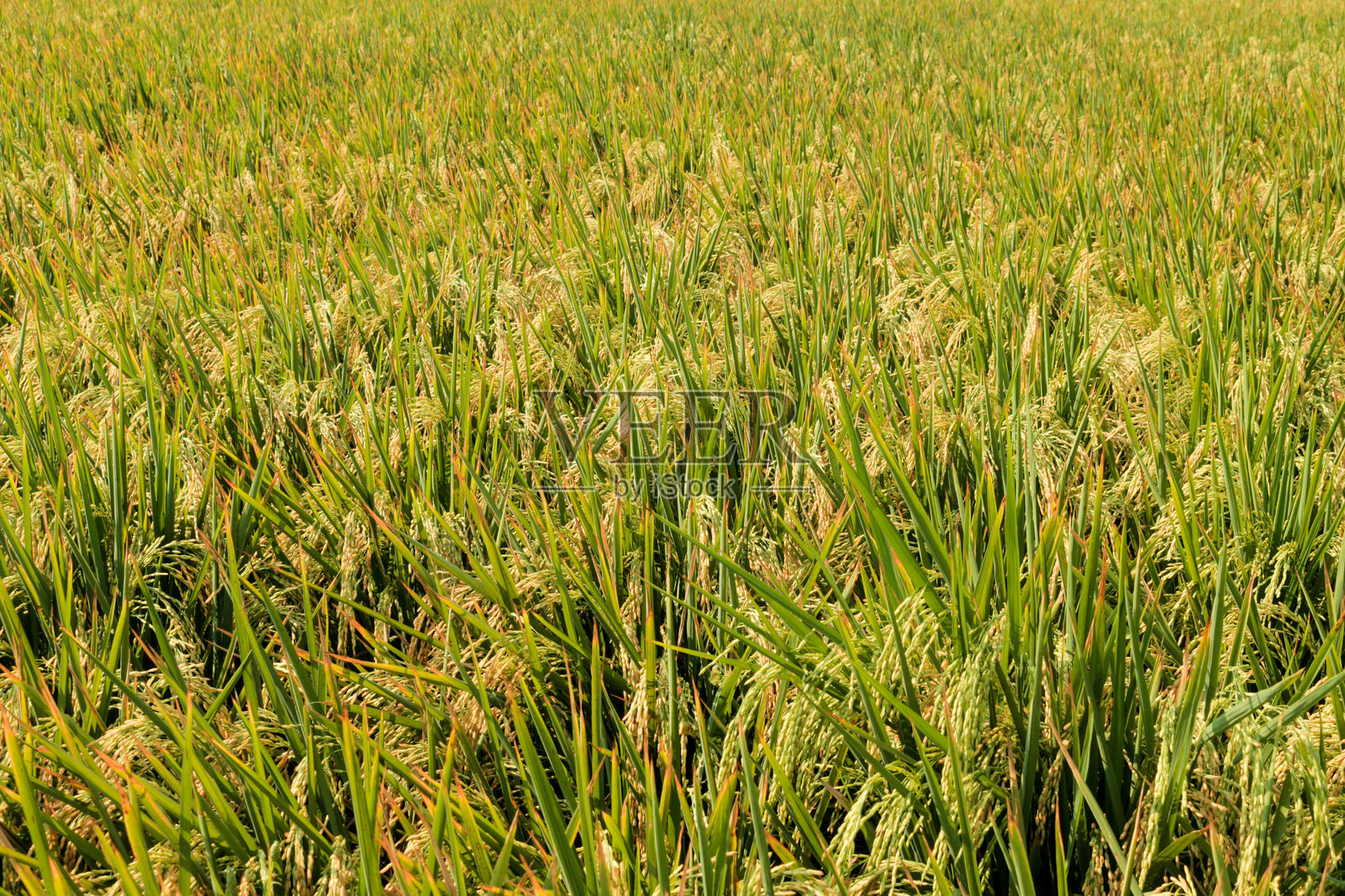 稻田准备收割照片摄影图片