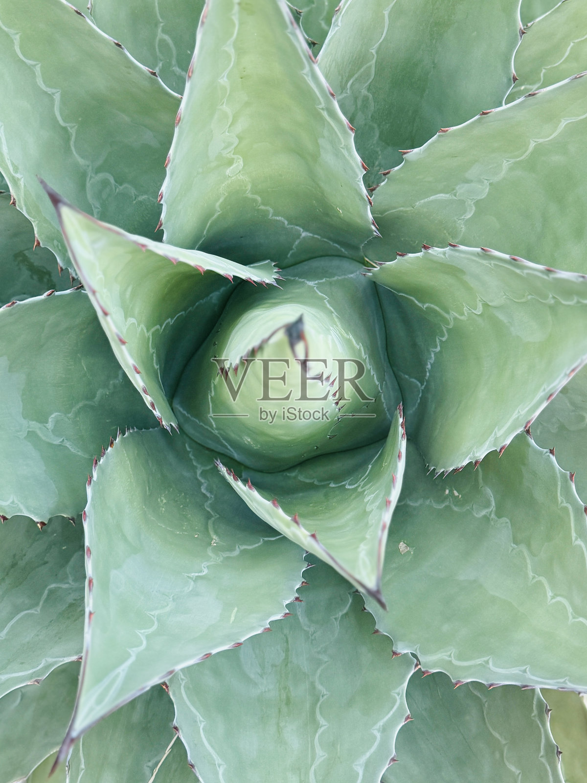 芦荟植物照片摄影图片