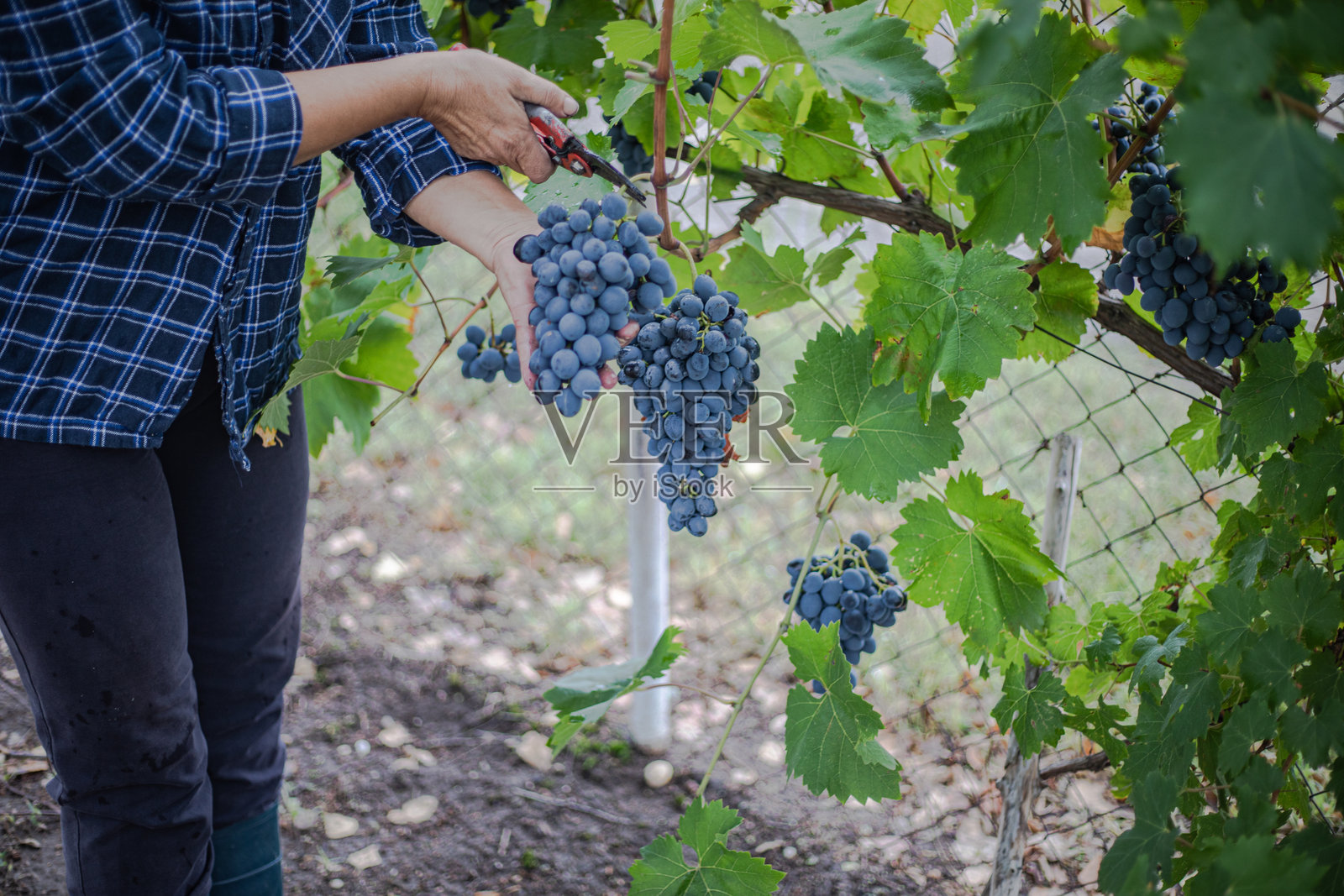 葡萄收获,一位女性正在采摘成熟的葡萄照片摄影图片