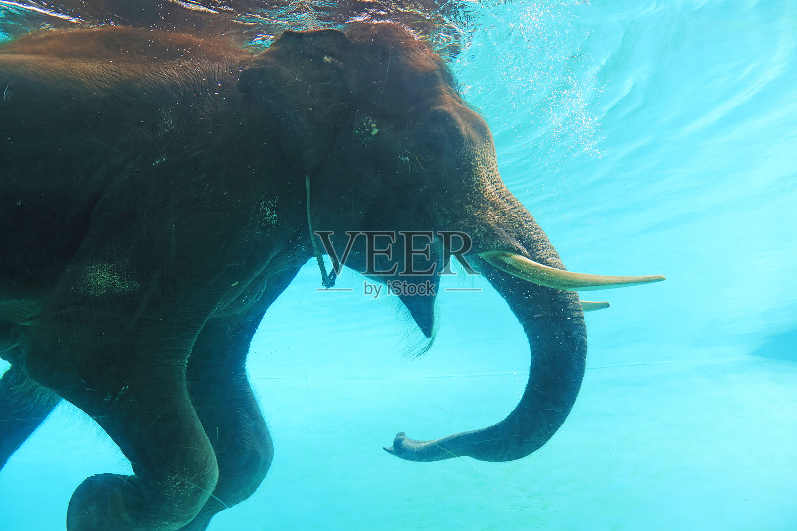 美丽的亚洲象在泰国动物园的泳池中快乐地游泳照片摄影图片