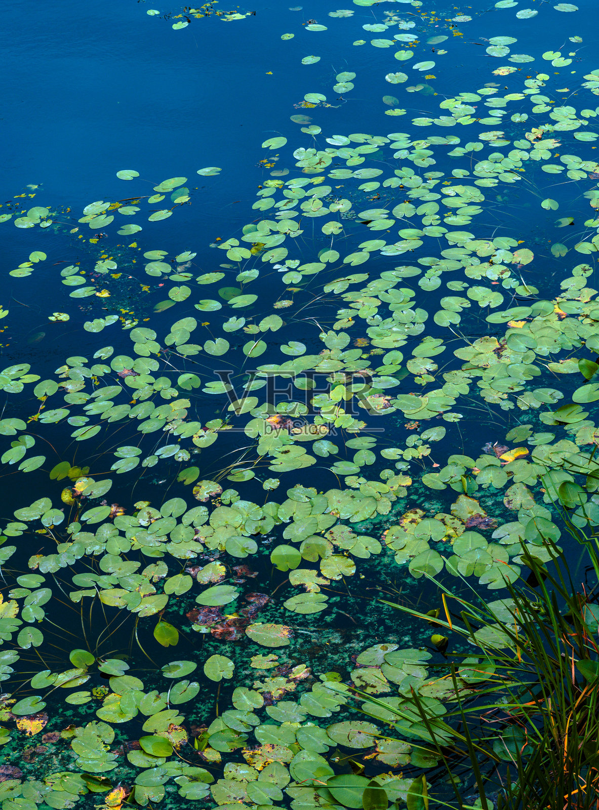 水 lilies 自然之美照片摄影图片
