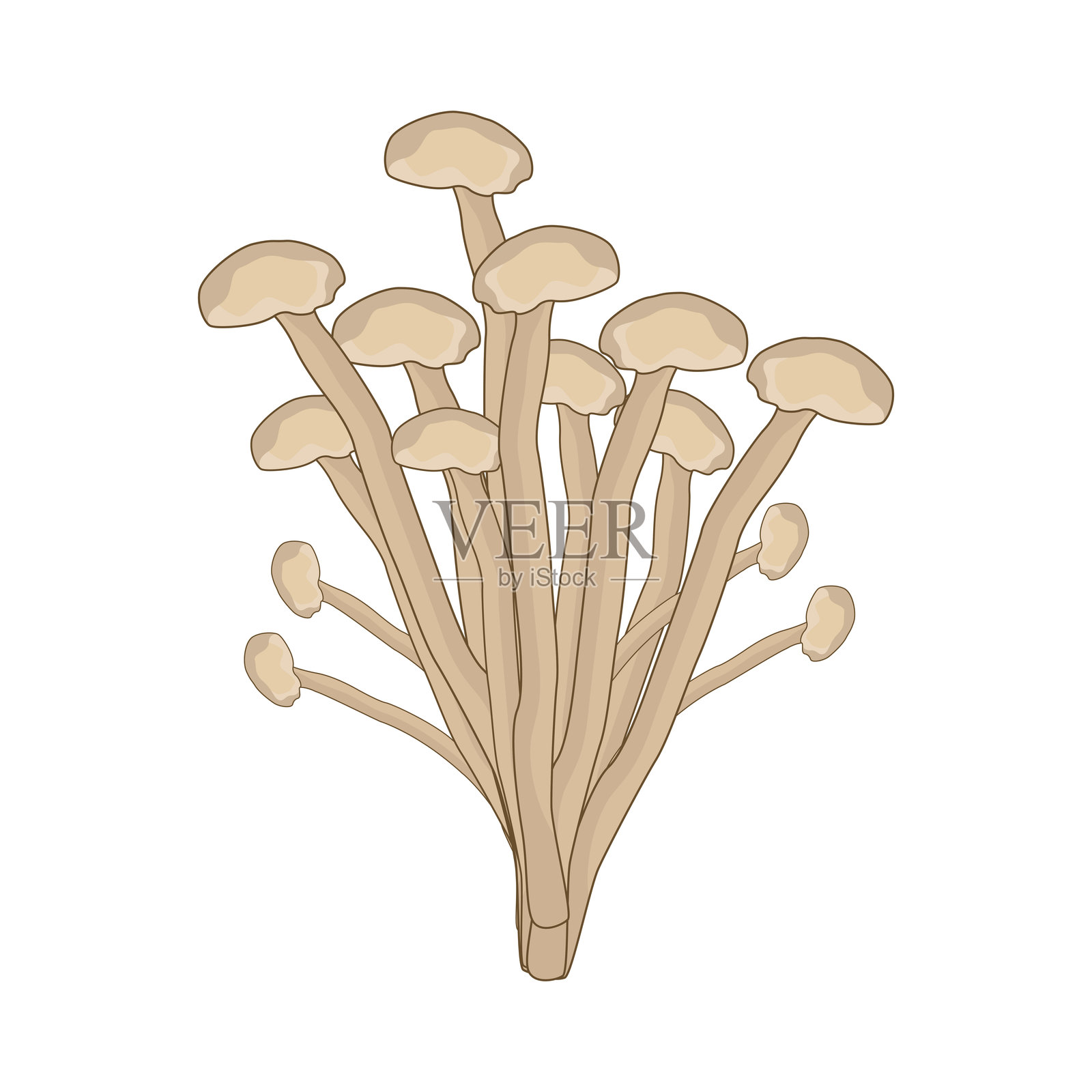 金针菇插画图片素材