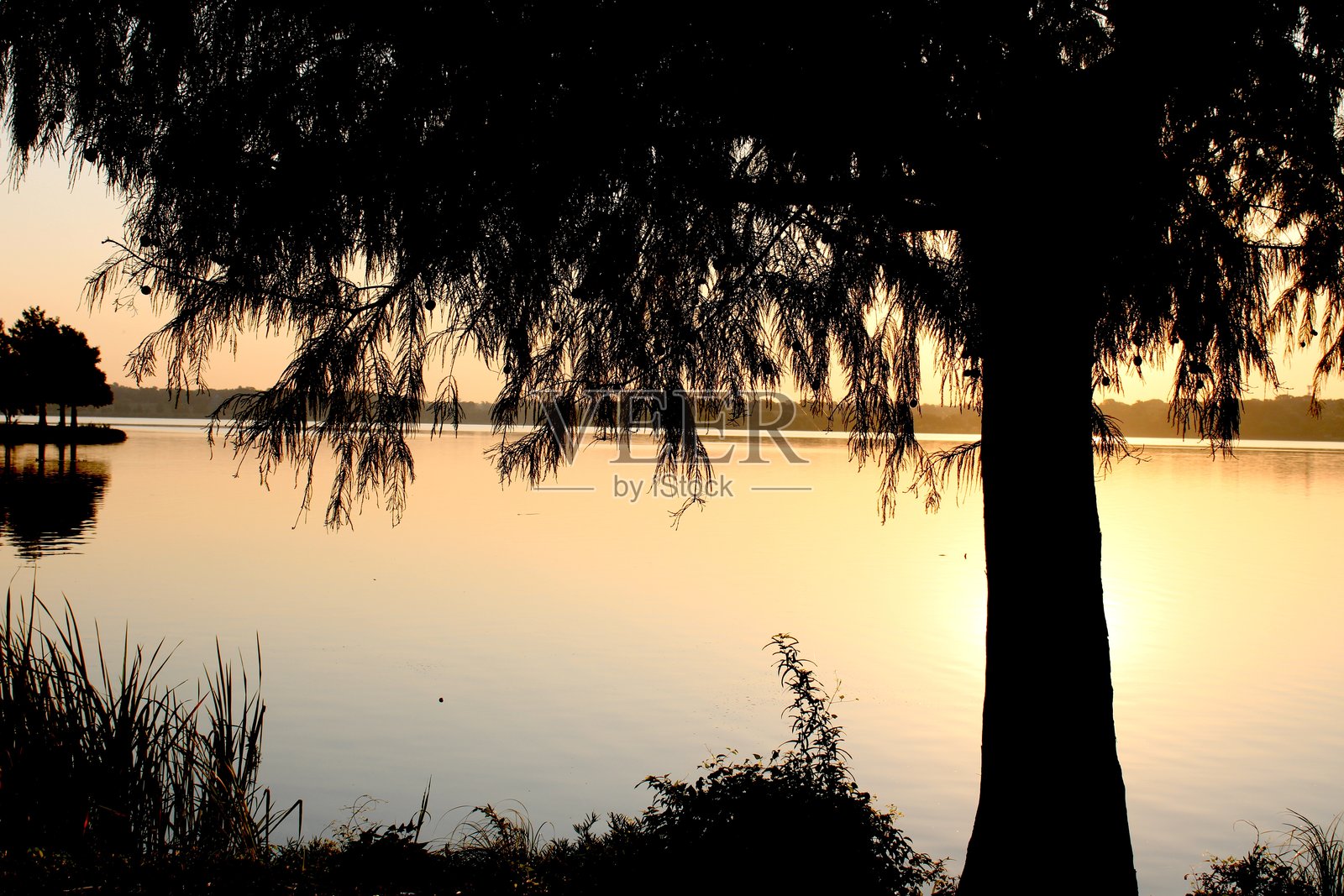 柏树日出照片摄影图片