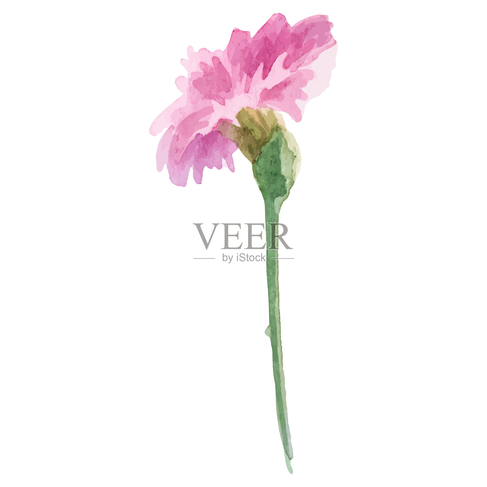 水彩画的康乃馨花。手绘设计元素,独立于白色背景。插画图片素材