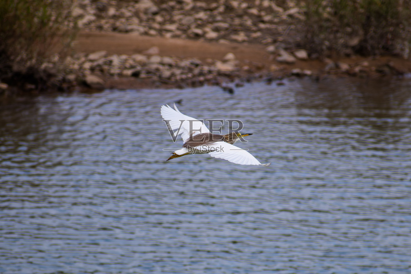 中华水鸟照片摄影图片