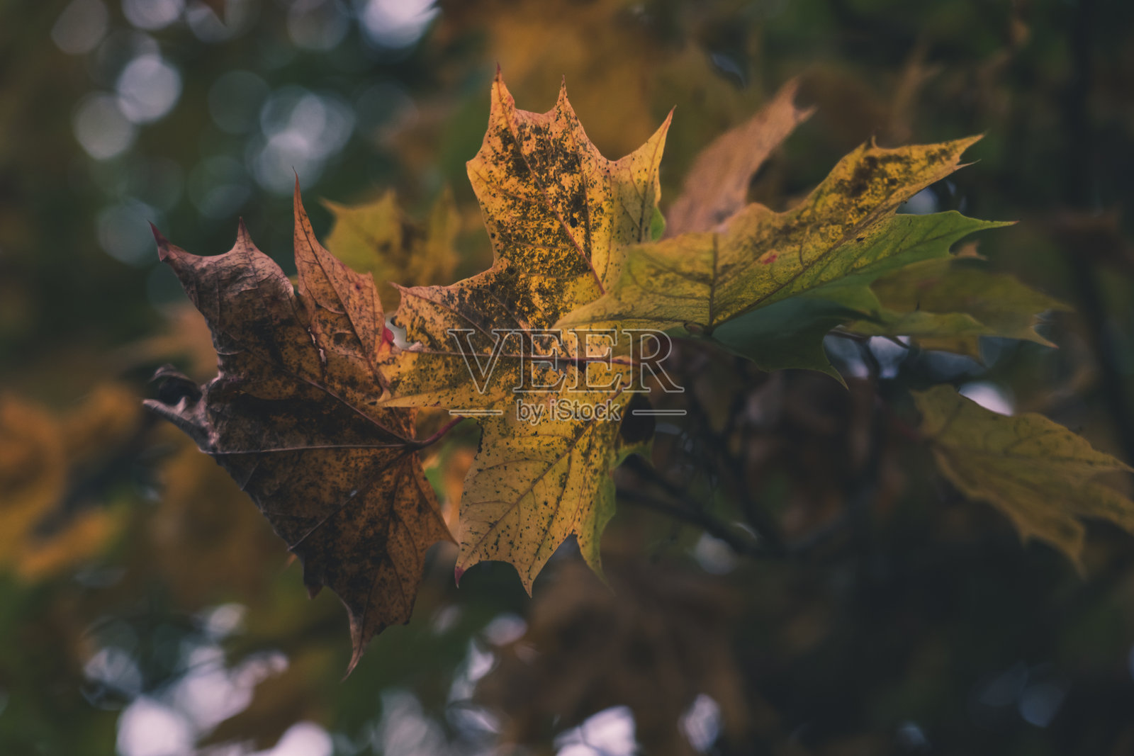 森林花园中树上的黄色干枫叶照片摄影图片