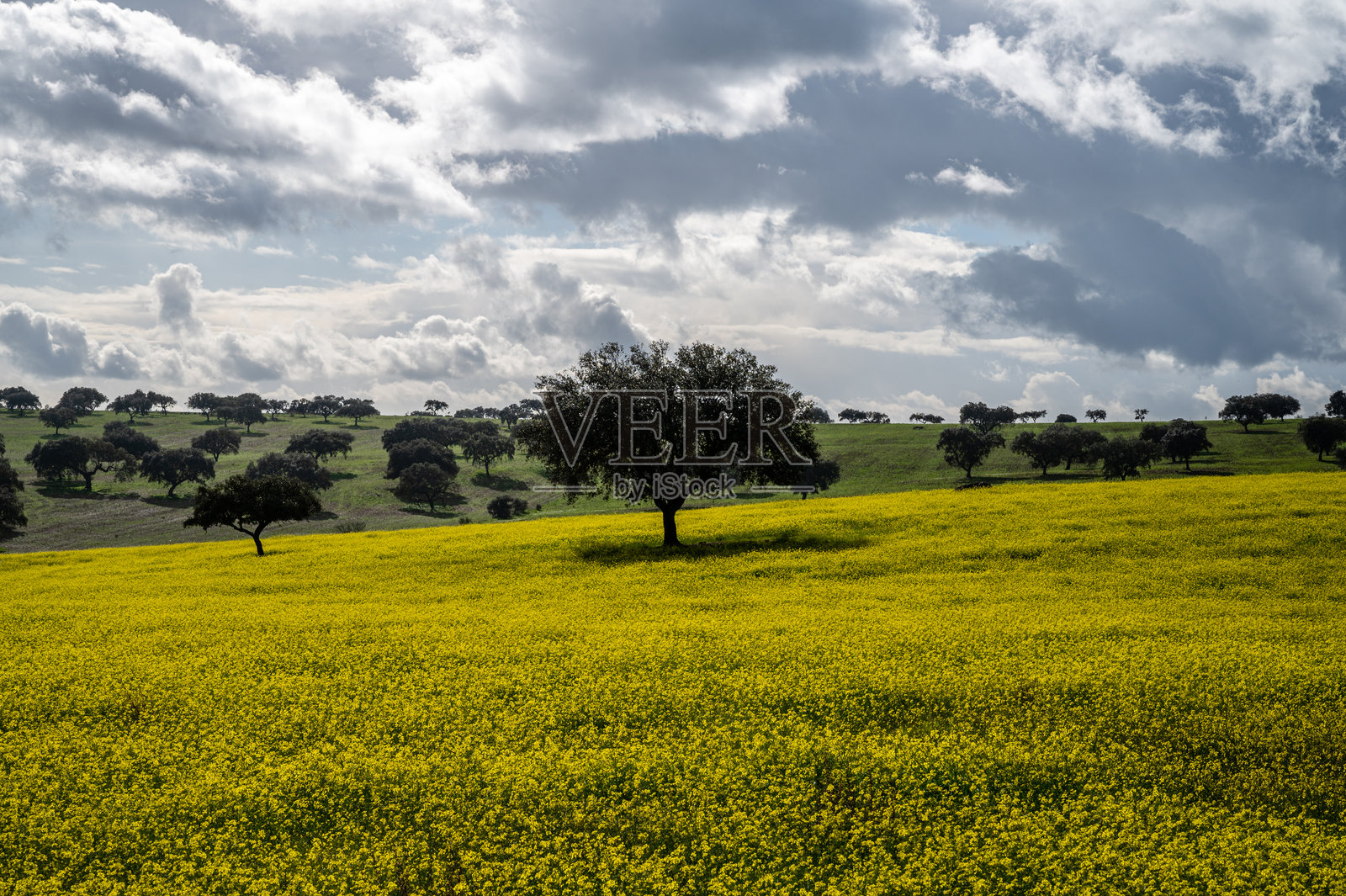 孤独的树在葡萄牙的黄色田野上照片摄影图片