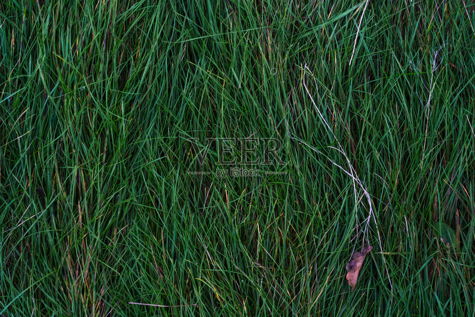 秋天的背景是绿色的浓密草地,上面有干枯的树叶。俯视图。照片摄影图片