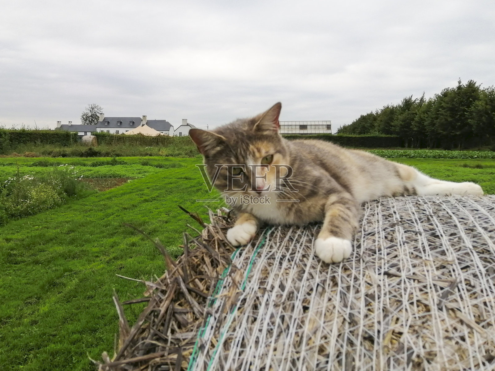 猫照片摄影图片