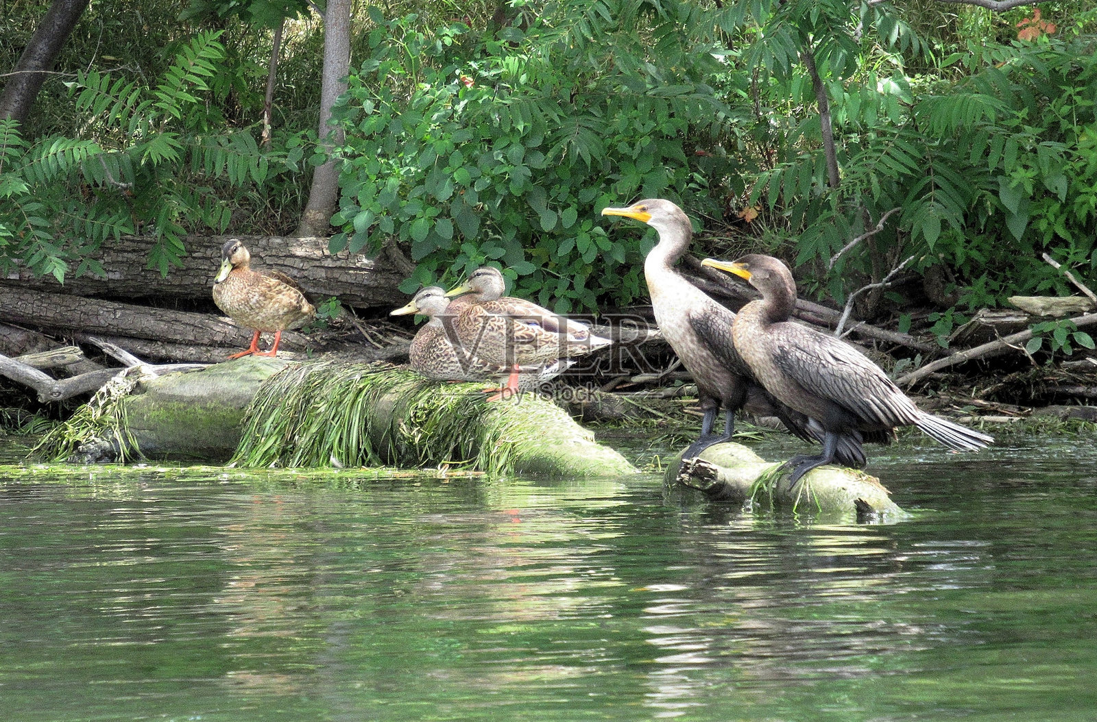 自然,“鸬鹚和鸭子,2对”照片摄影图片