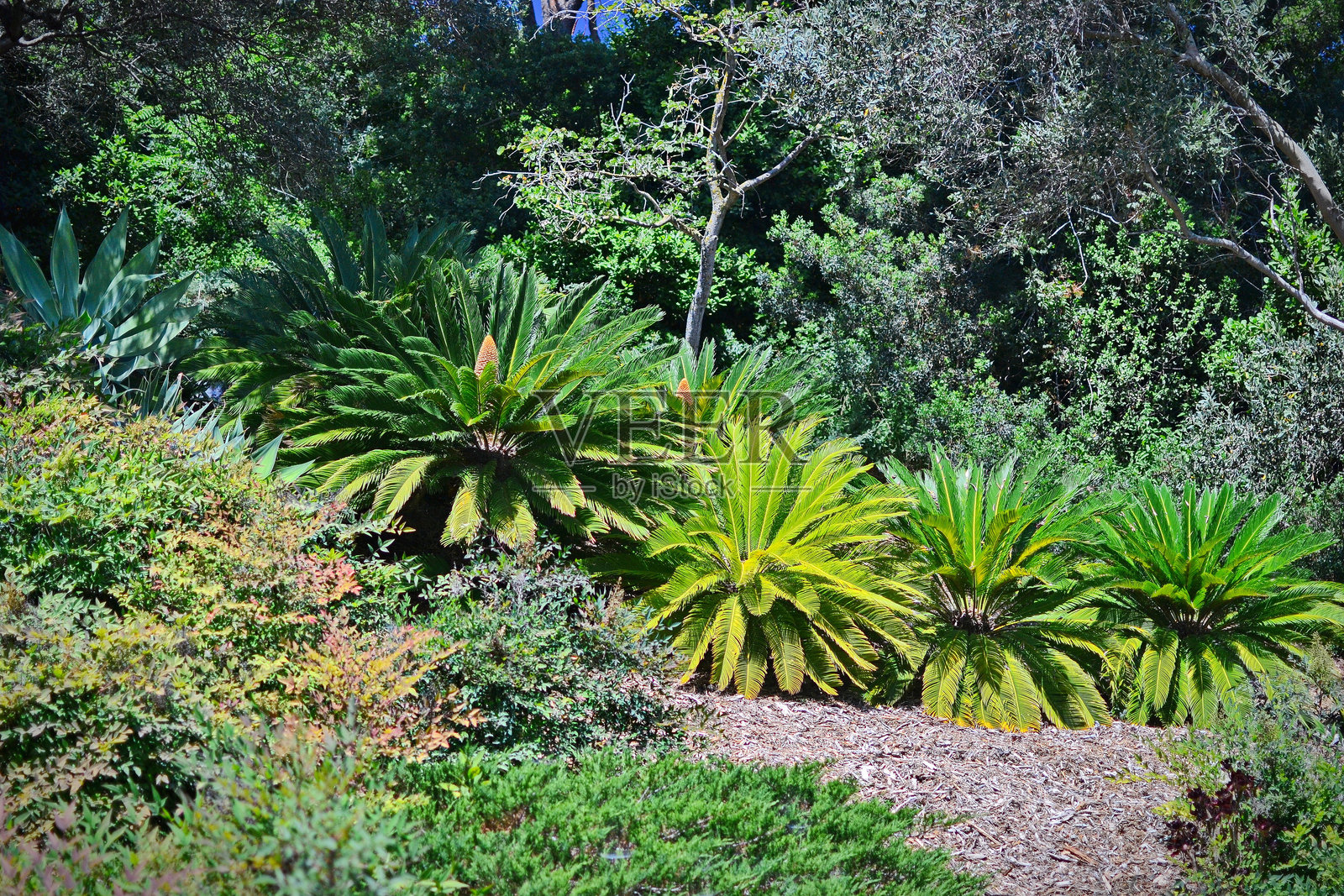 卡梅尔山上的巴哈伊花园 - 以色列海法的地标,巴哈伊世界中心照片摄影图片