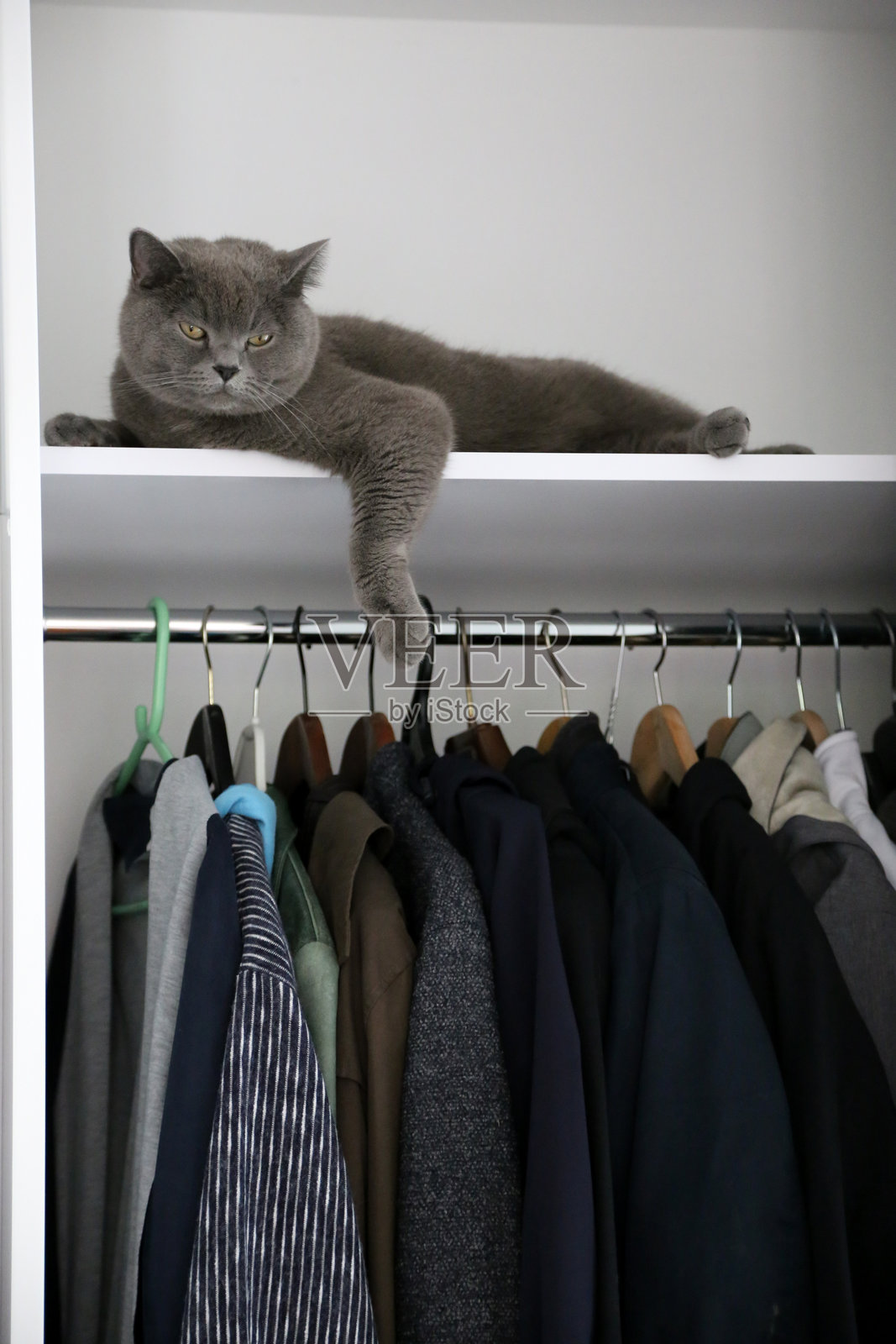 猫在家里的衣柜里躺着照片摄影图片