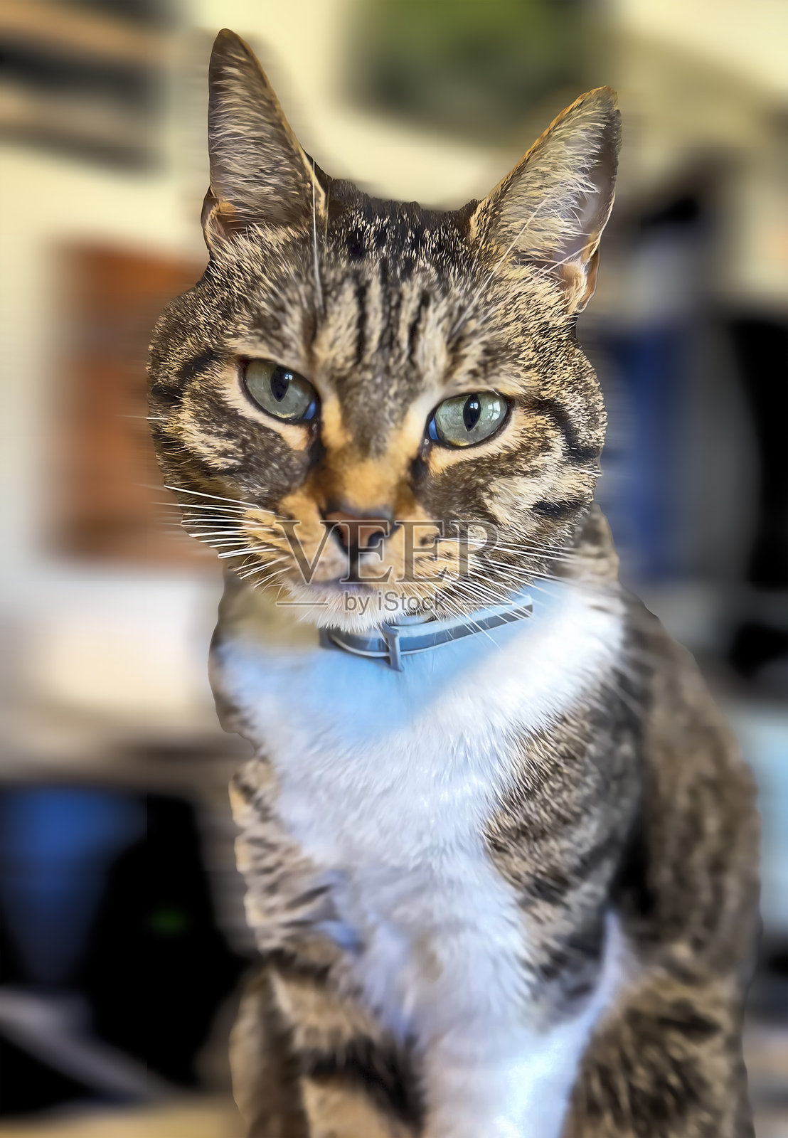 他正在摆姿势拍摄早晨肖像。照片摄影图片