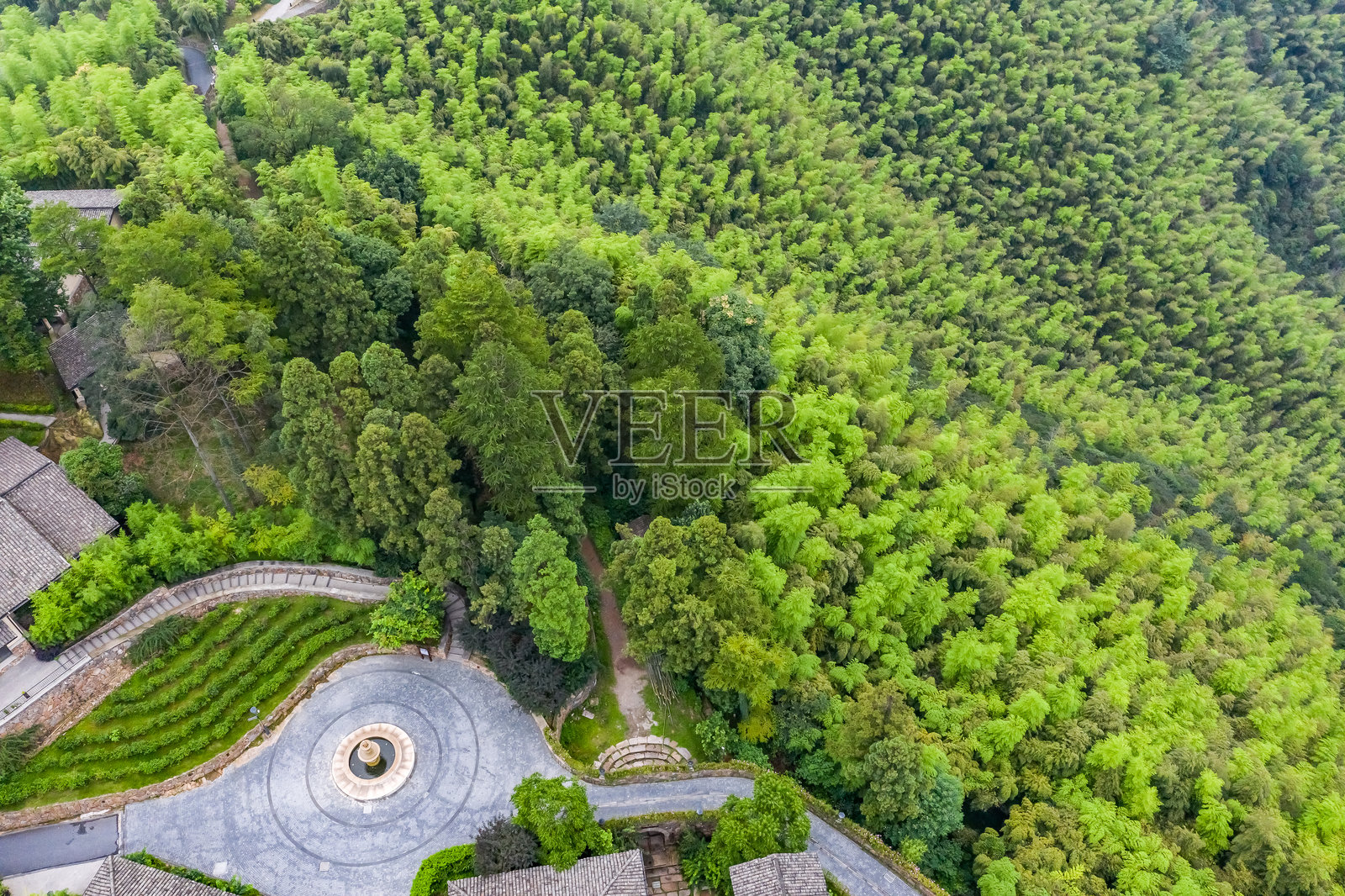 中国浙江湖州莫干山,亚洲。竹林。照片摄影图片