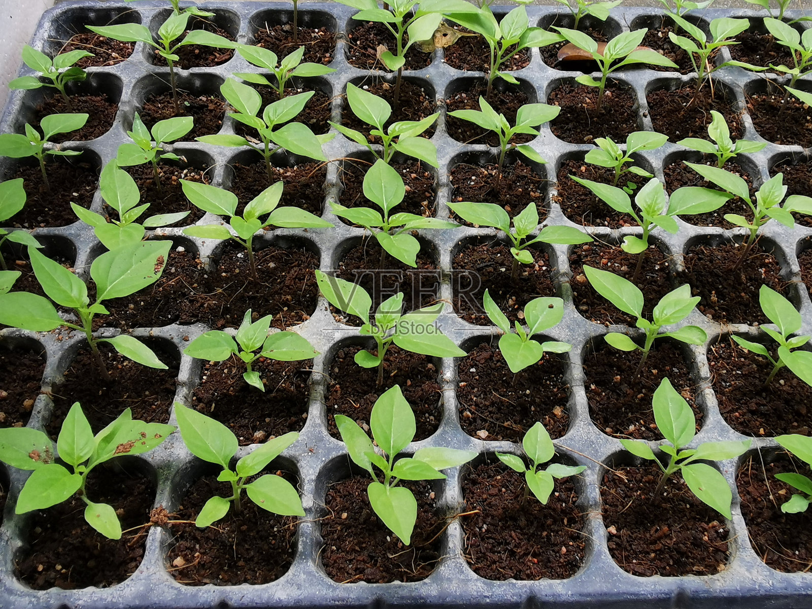 小辣椒植物照片摄影图片