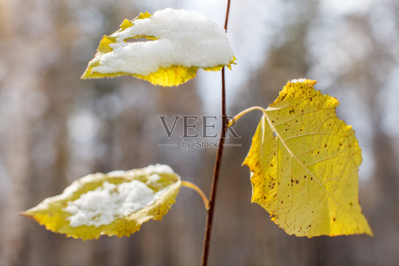 特写照片展示了一根带有绿色和黄色秋叶的树枝,其中一些叶子部分被季节的第一场雪覆盖。雪轻轻地 resting 在叶子的表面,突显了秋冬交替的过渡。照片摄影图片