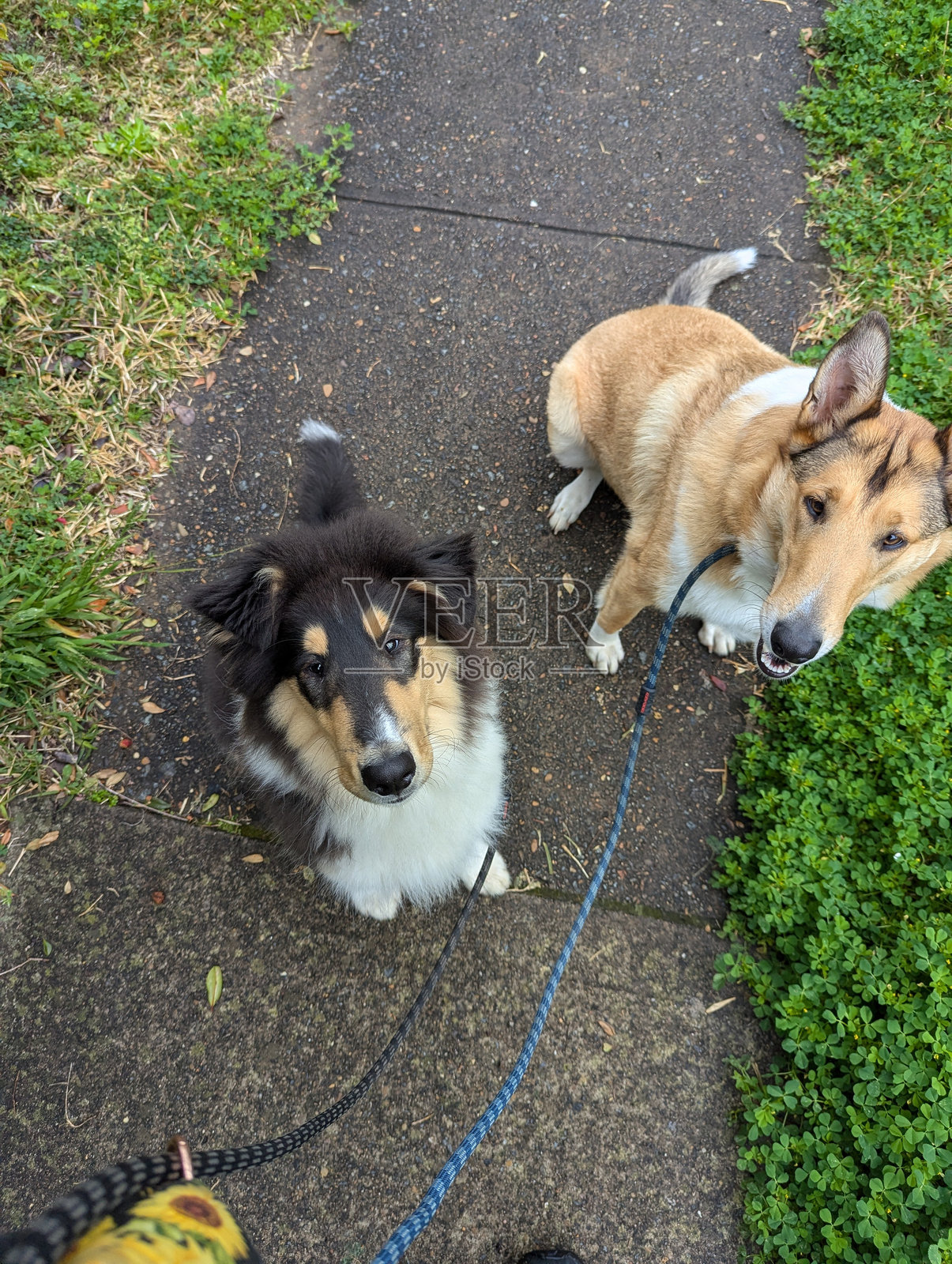 两只狗在散步照片摄影图片