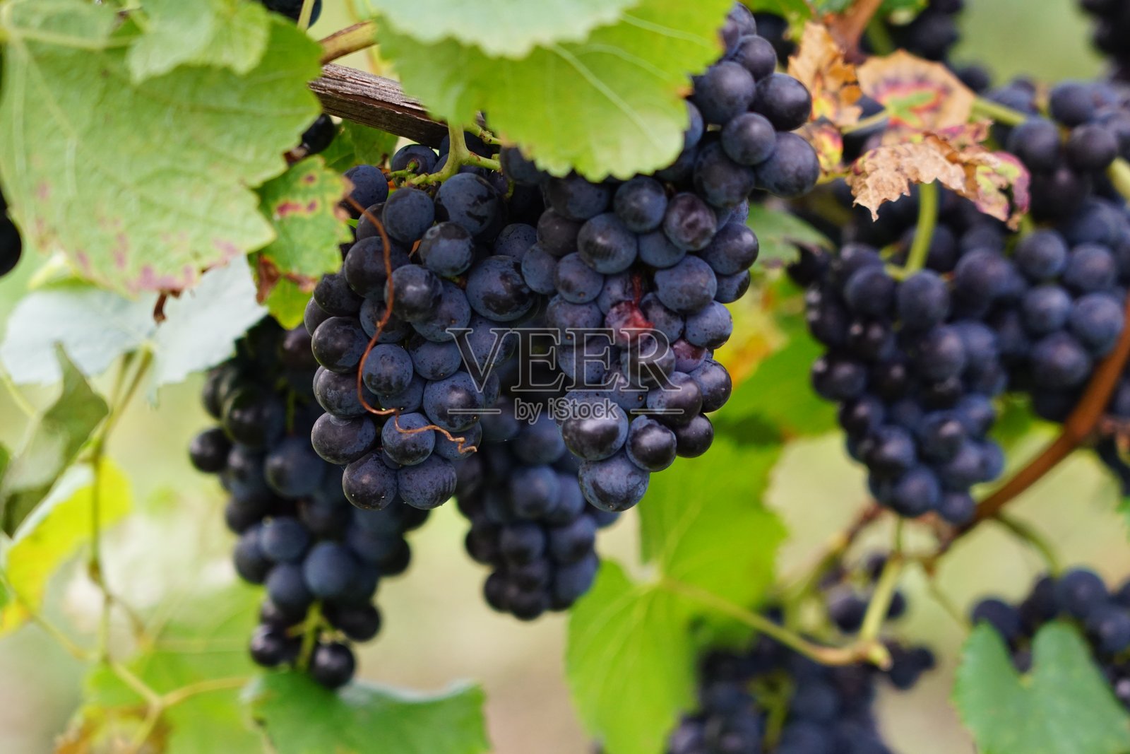 德国河岸上生长着红葡萄。德国的葡萄园。摩泽尔谷的深色葡萄。照片摄影图片