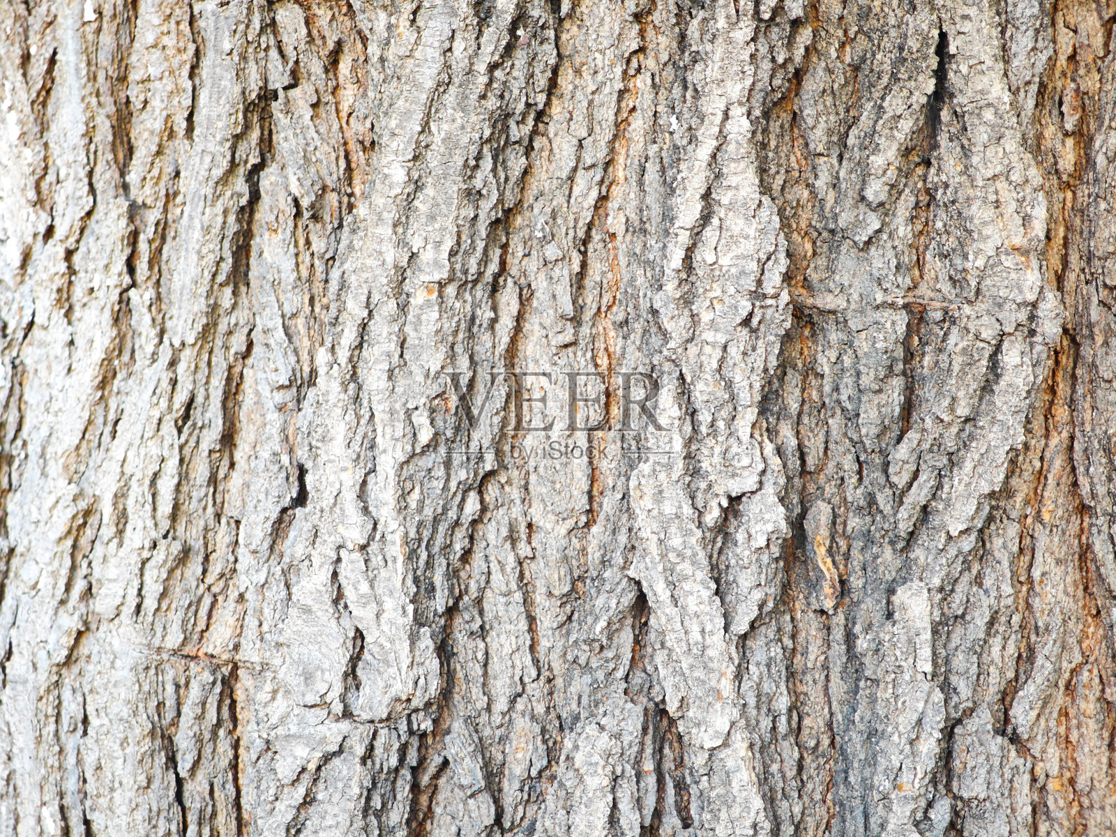 树木木纹背景照片摄影图片
