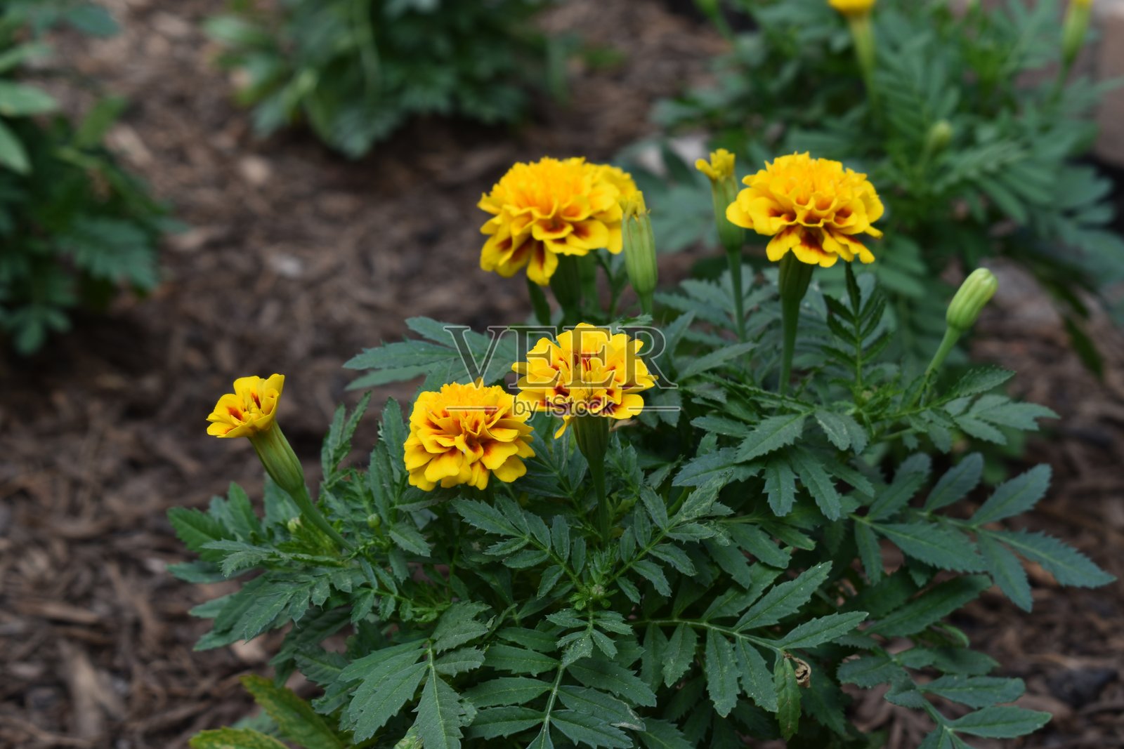 万寿菊在完美的环境中。照片摄影图片