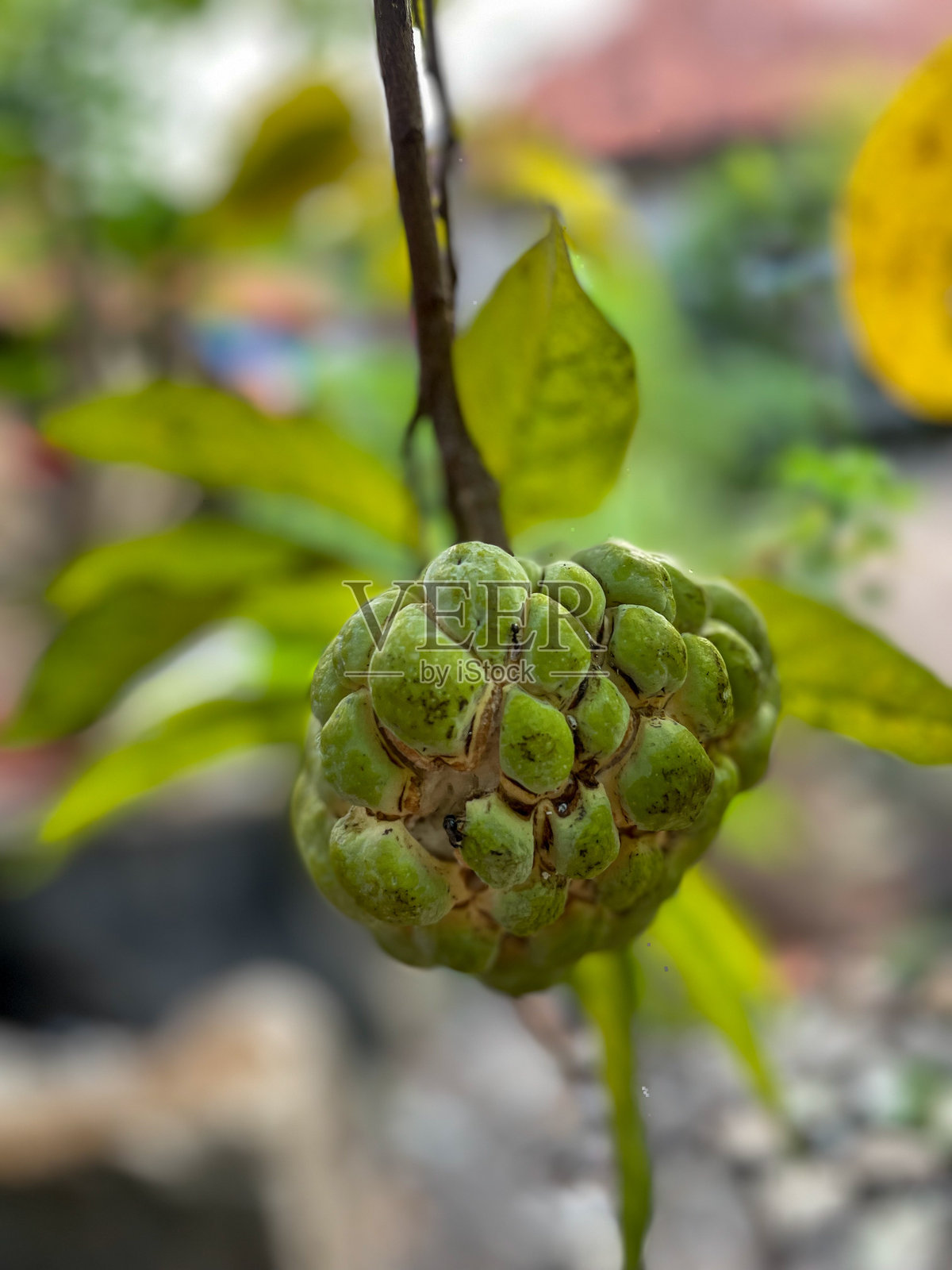 水果照片摄影图片