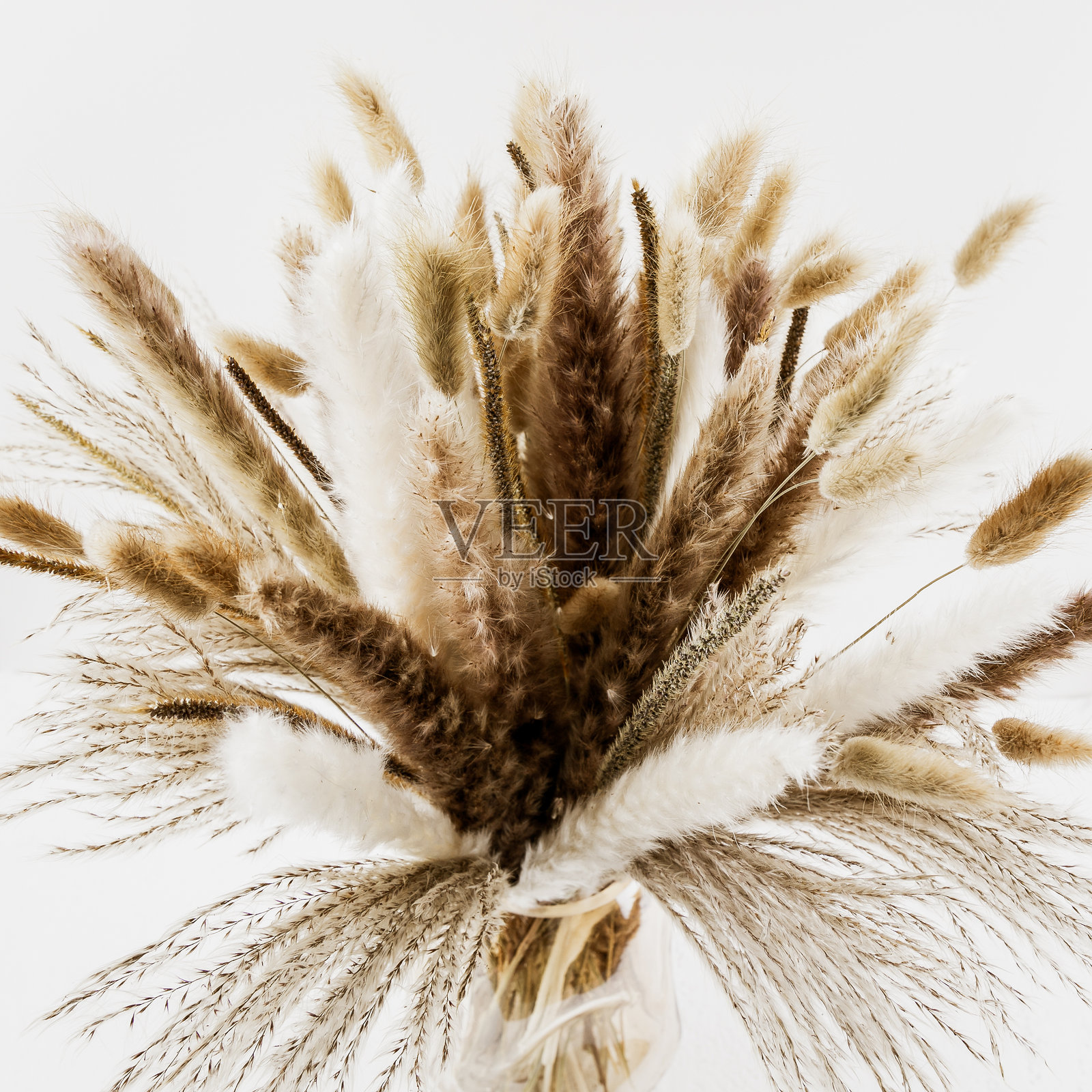 装饰性干燥的芦苇花束,背景为浅色,特写。照片摄影图片