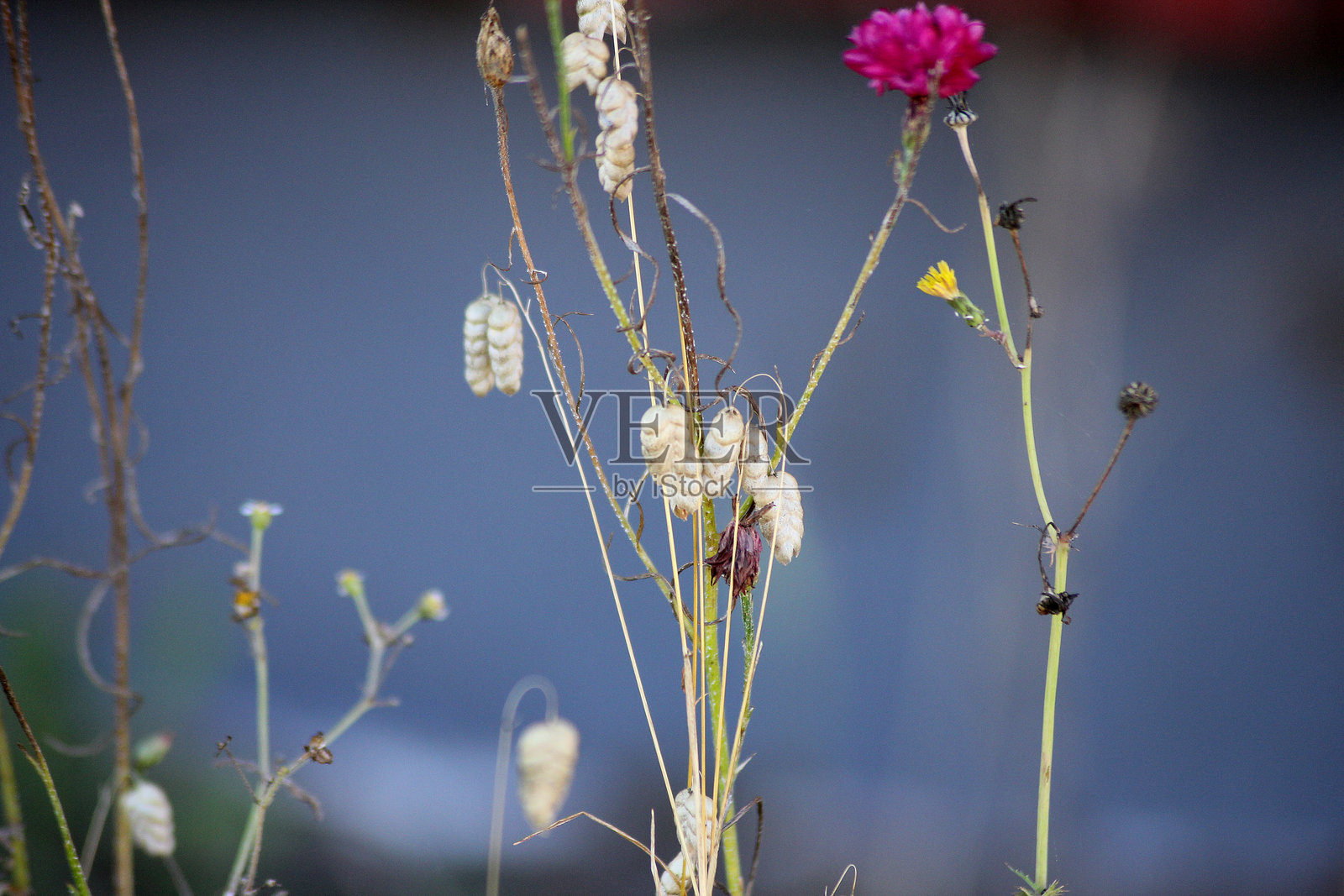 布里扎植物照片摄影图片