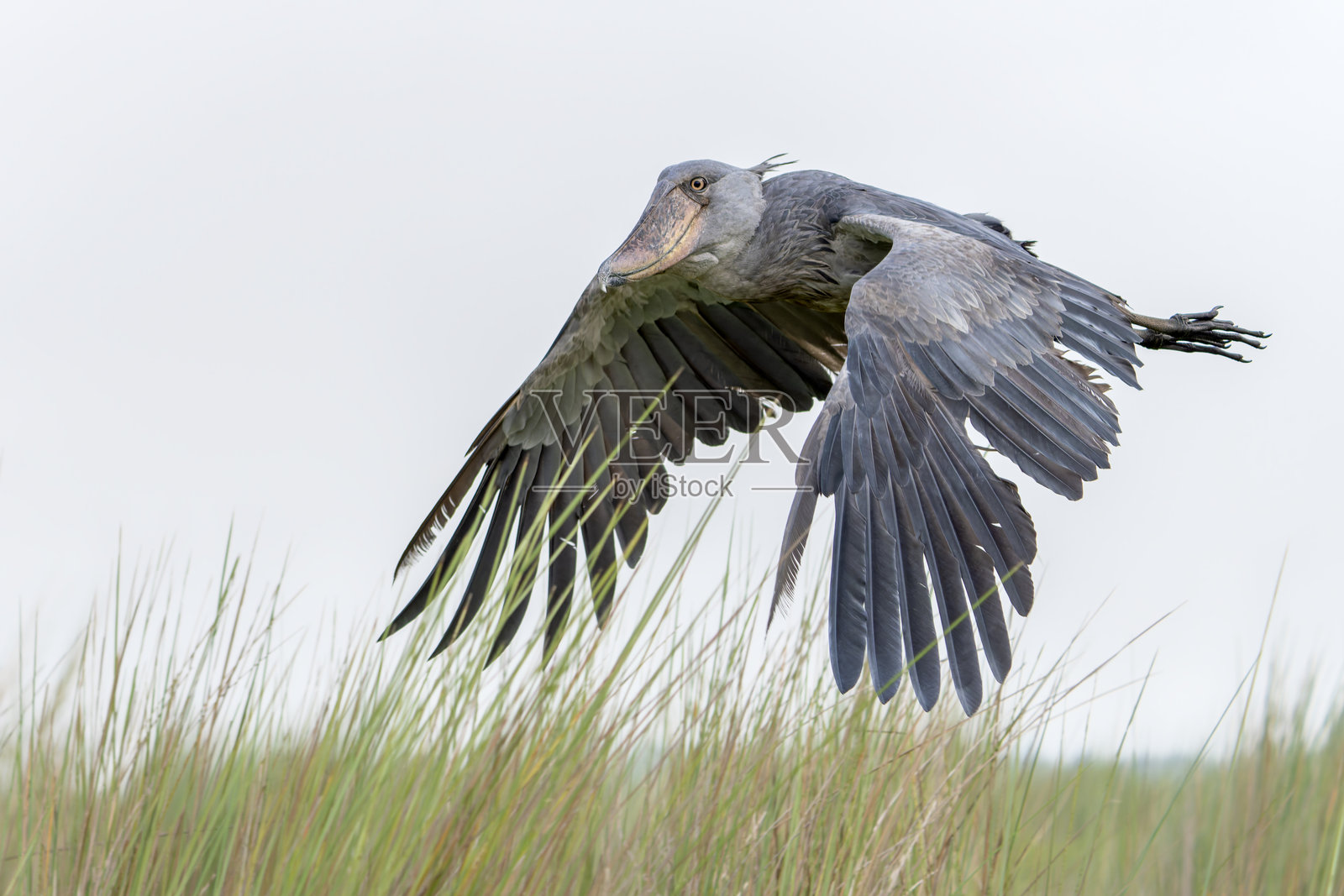 飞翔中的鞋嘴鹳(Balaeniceps rex)照片摄影图片
