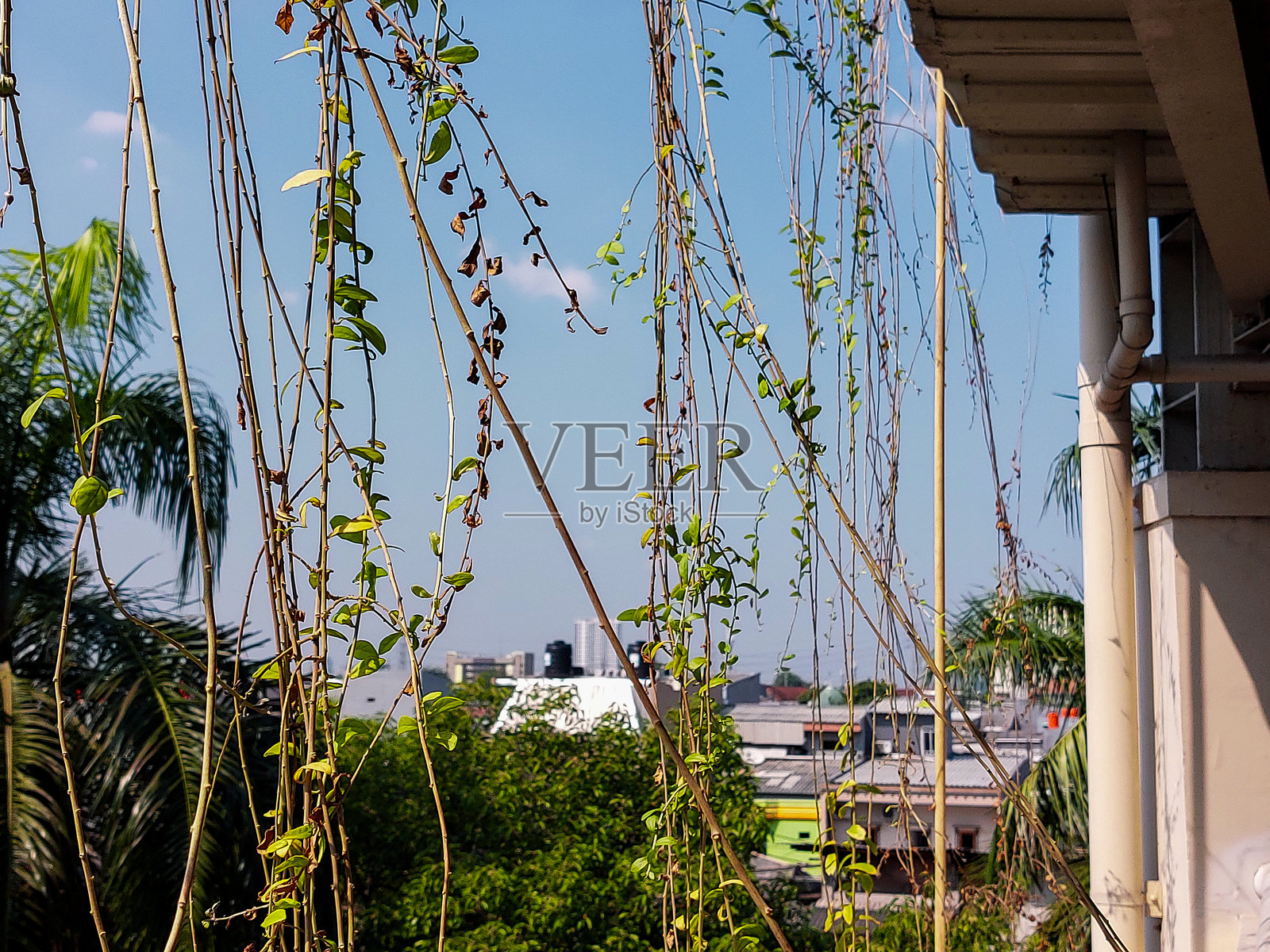 悬挂根植物照片摄影图片