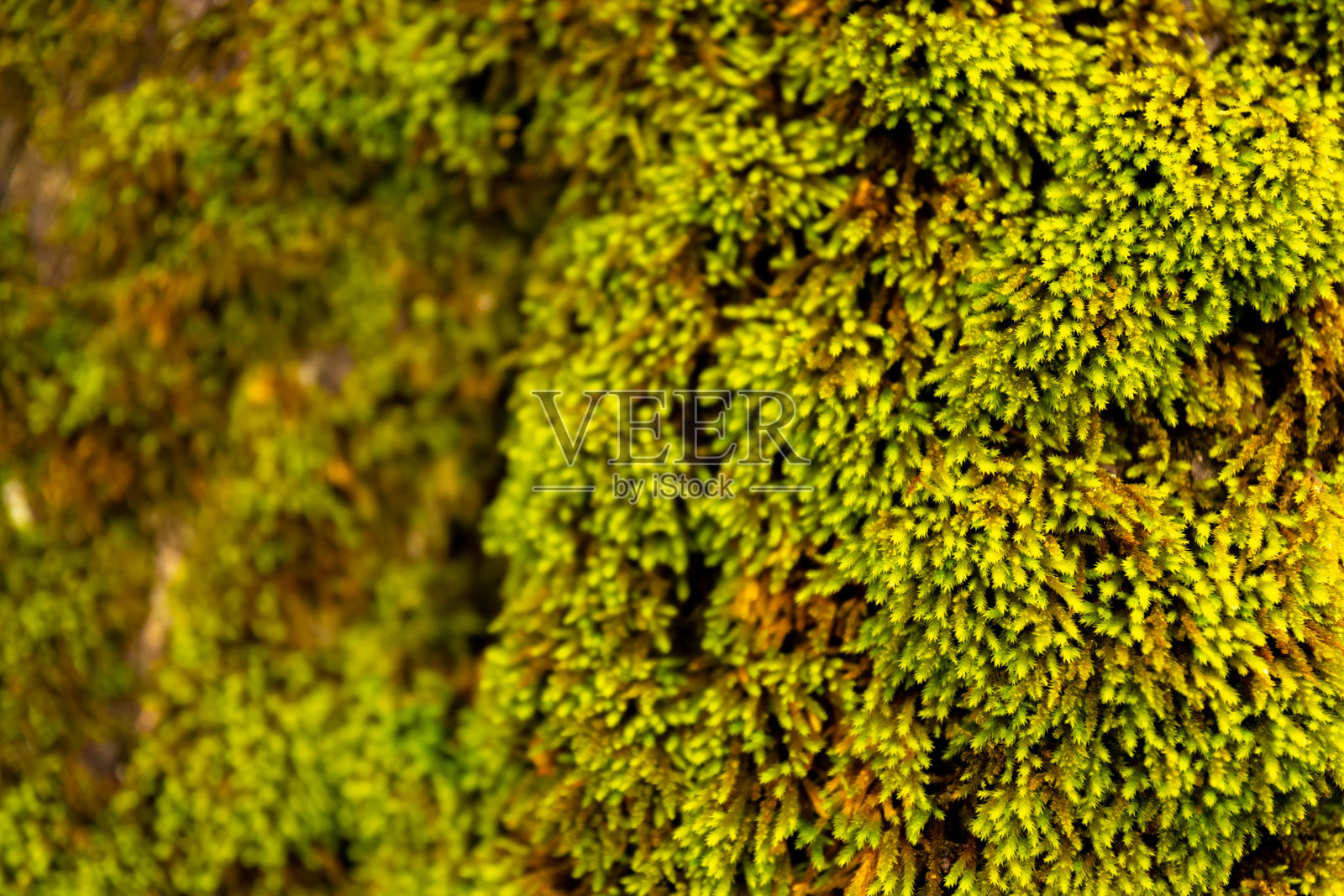 自然的地毯:翠绿苔藓特写。照片摄影图片