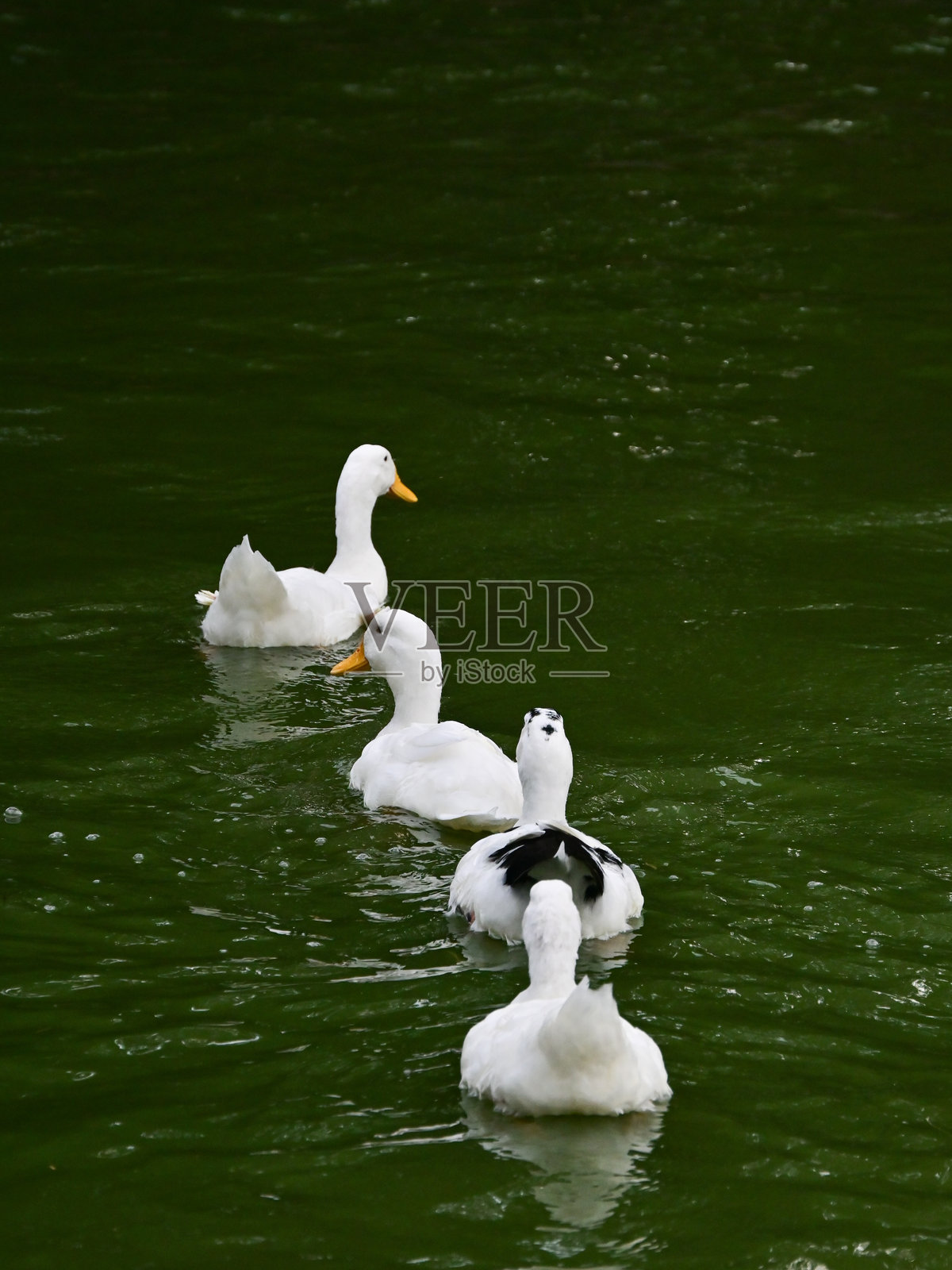 鸭子排成一行游泳。照片摄影图片