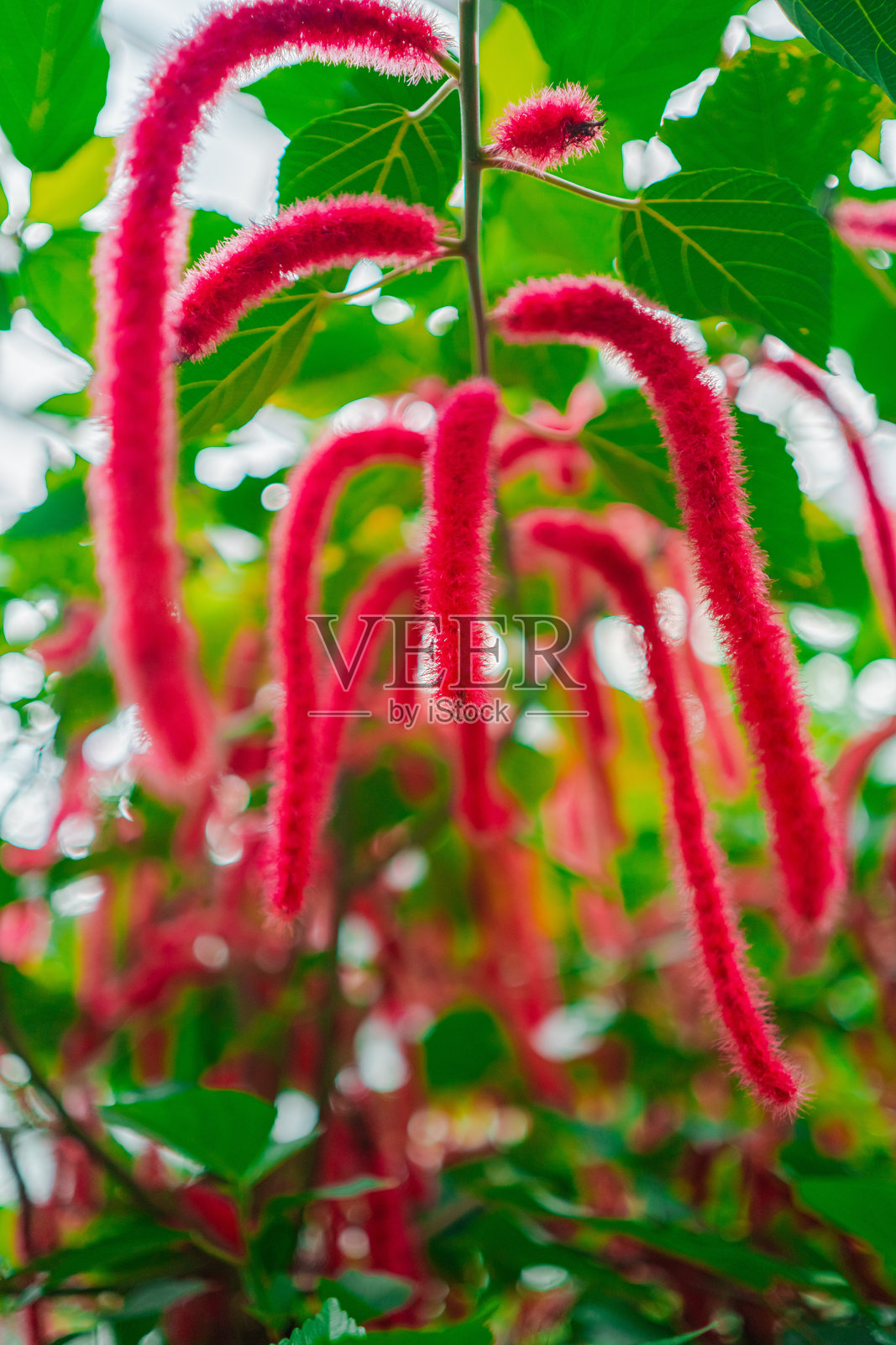 梦幻红色绒毛植物(Acalypha Hispida)在温室生态环境中的花朵照片摄影图片