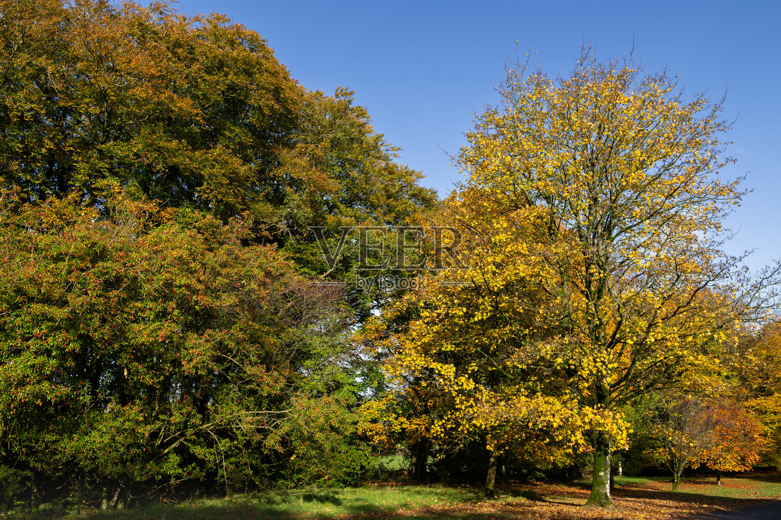 苏格兰明亮秋日的林地照片摄影图片