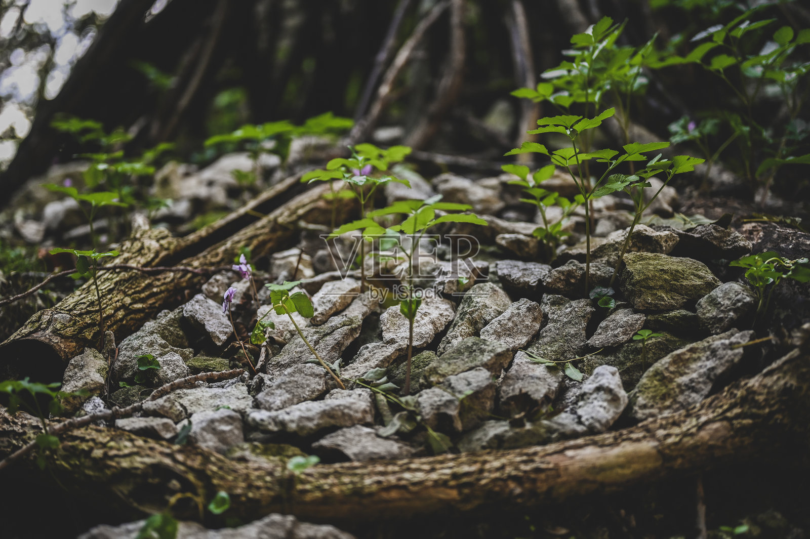森林中生长着绿色植物。照片摄影图片