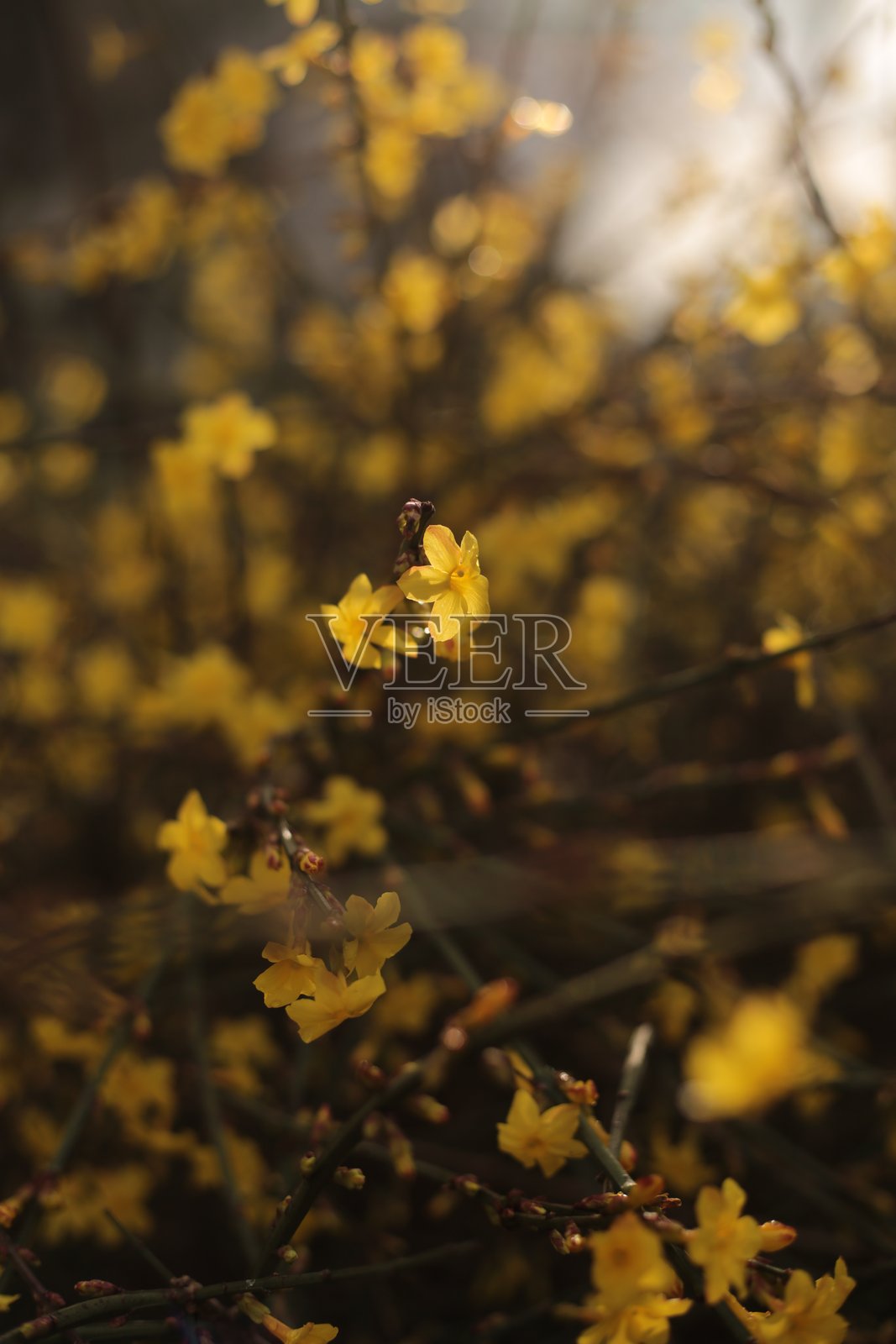 阳光下盛开的黄色连翘花照片摄影图片