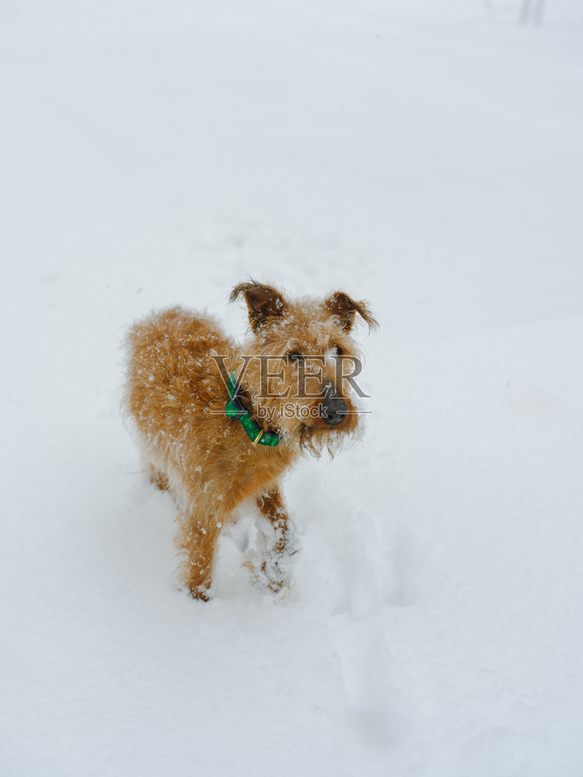 暴风雪过后,狗在深雪中照片摄影图片
