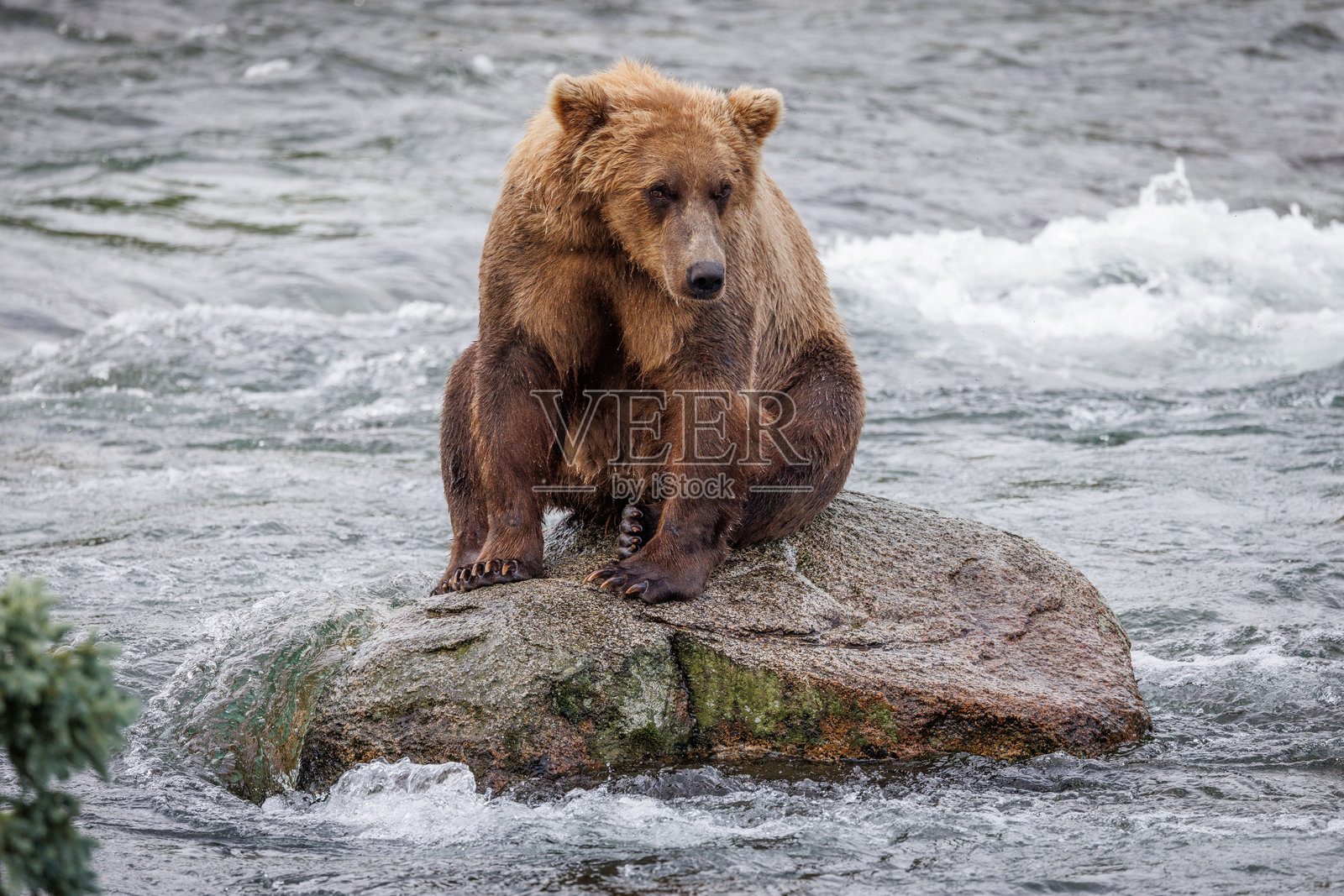 河石上的熊照片摄影图片