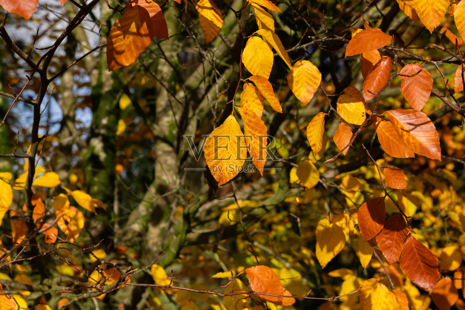 树上五彩斑斓的叶子照片摄影图片