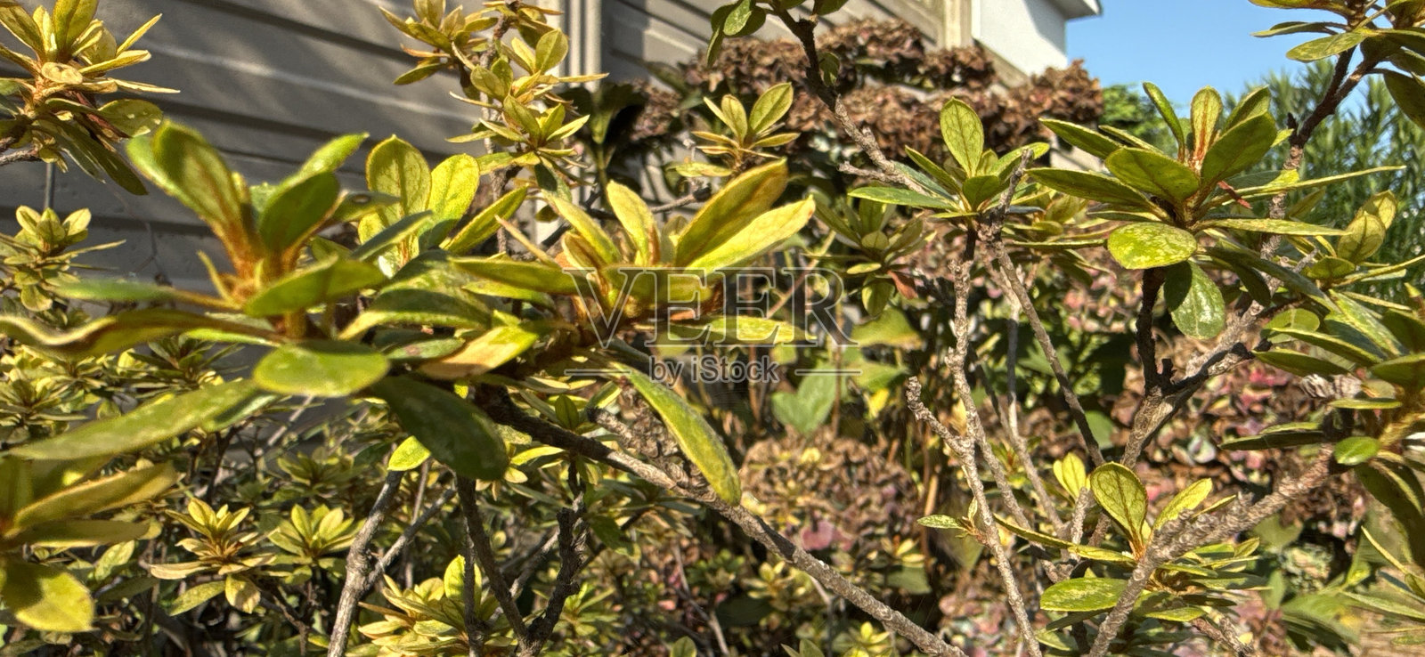 杜鹃花照片摄影图片