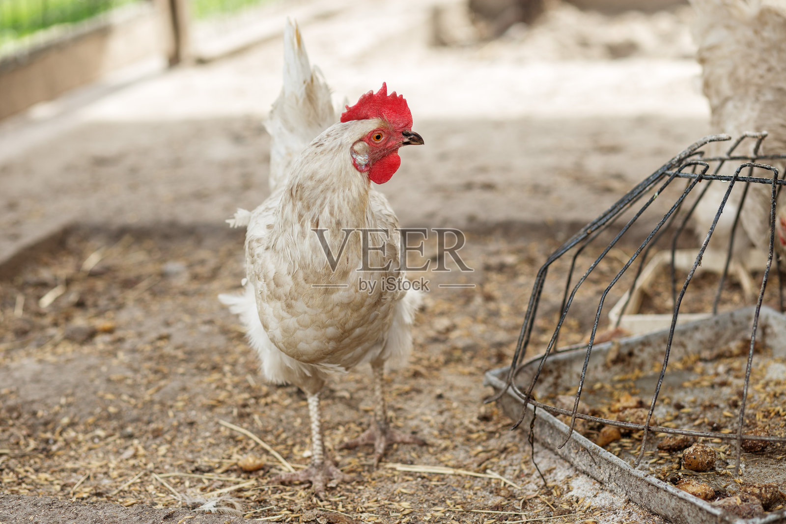 养殖.. 白色鸡在饲料槽旁边站着。照片摄影图片