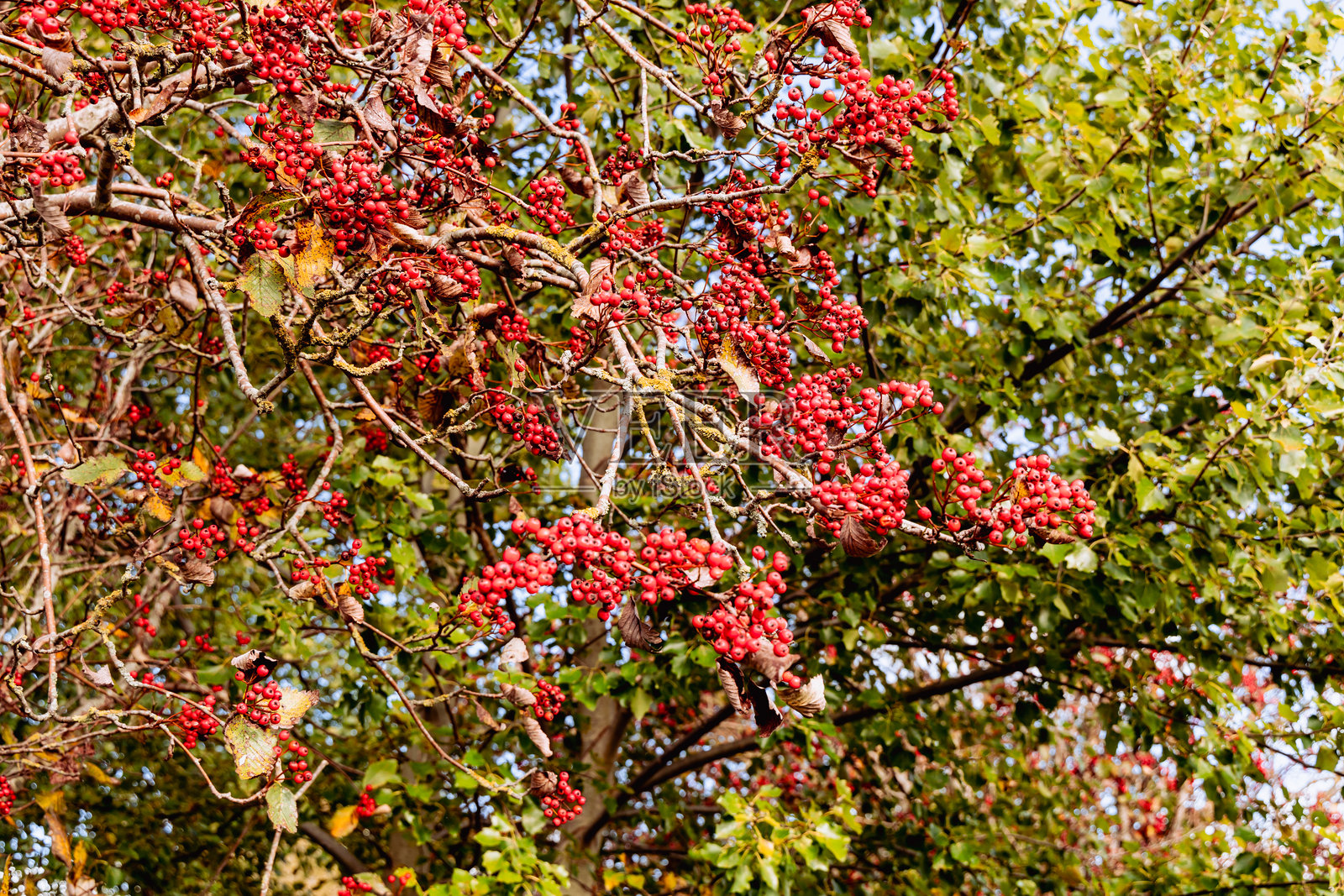 秋天树上的红色山楂果照片摄影图片
