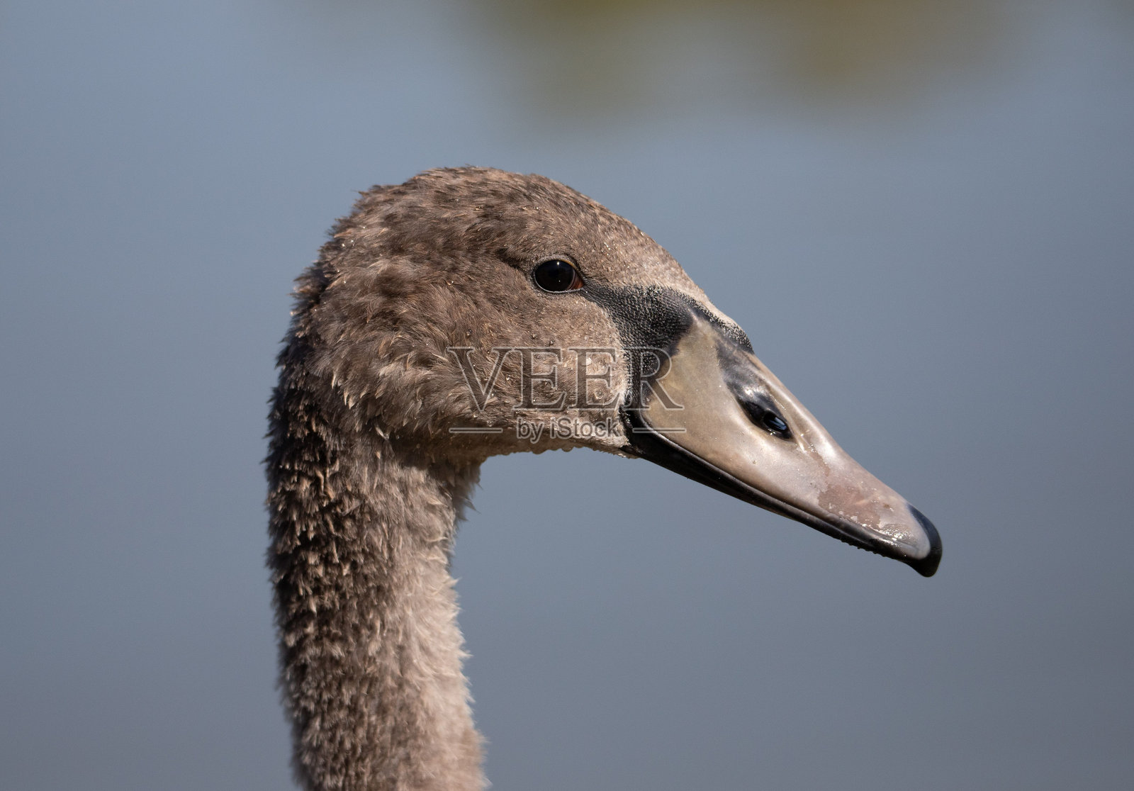 年轻天鹅的特写肖像照片摄影图片